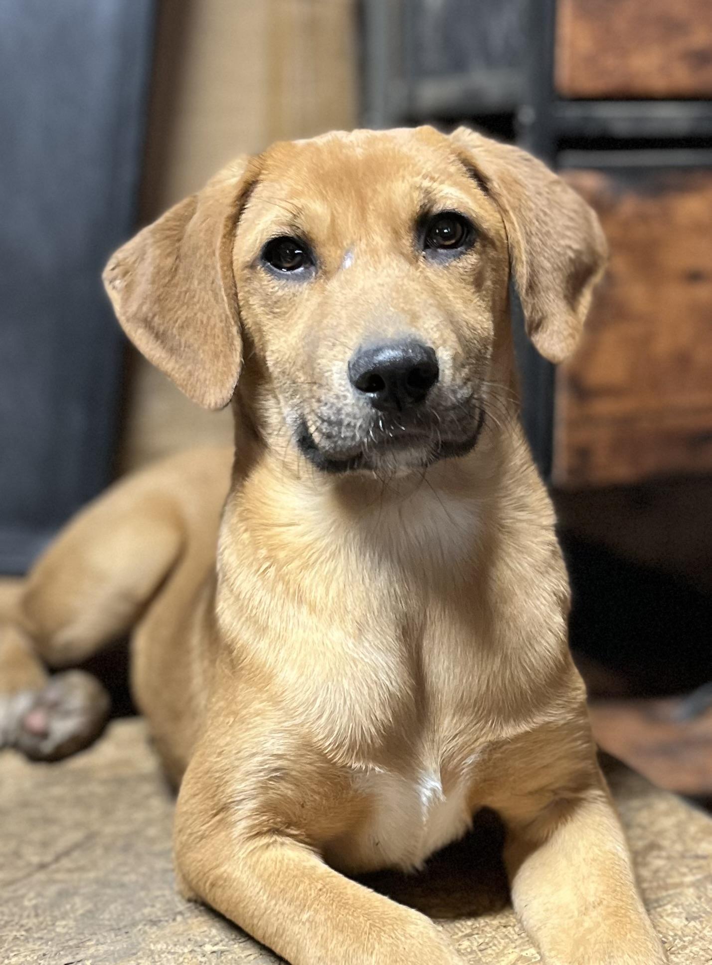 Enlarge Jackie, a Adoptable mixed breed in Portland, ME image 2/3