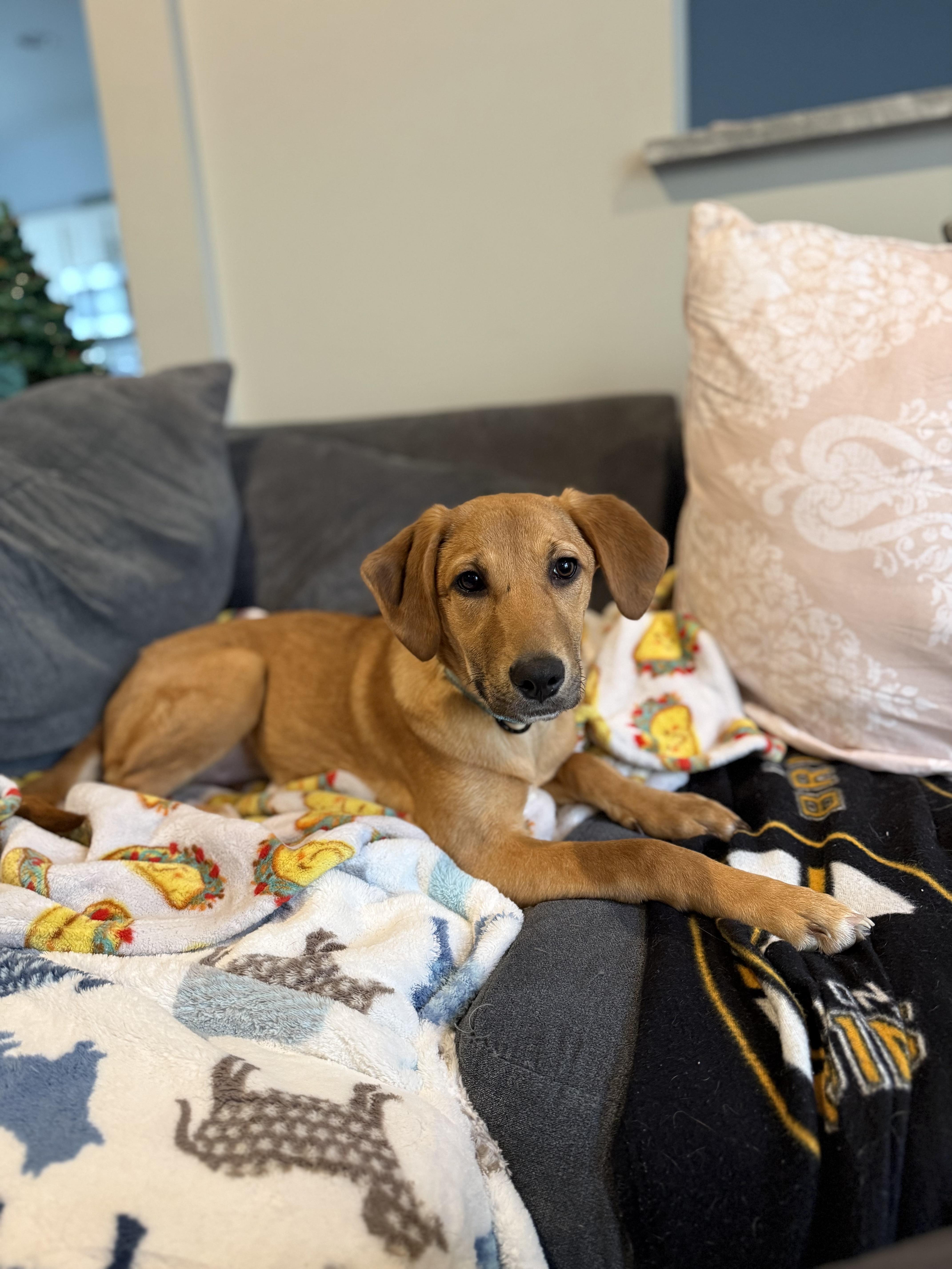 Jackie, Adoptable, Young Female Hound.