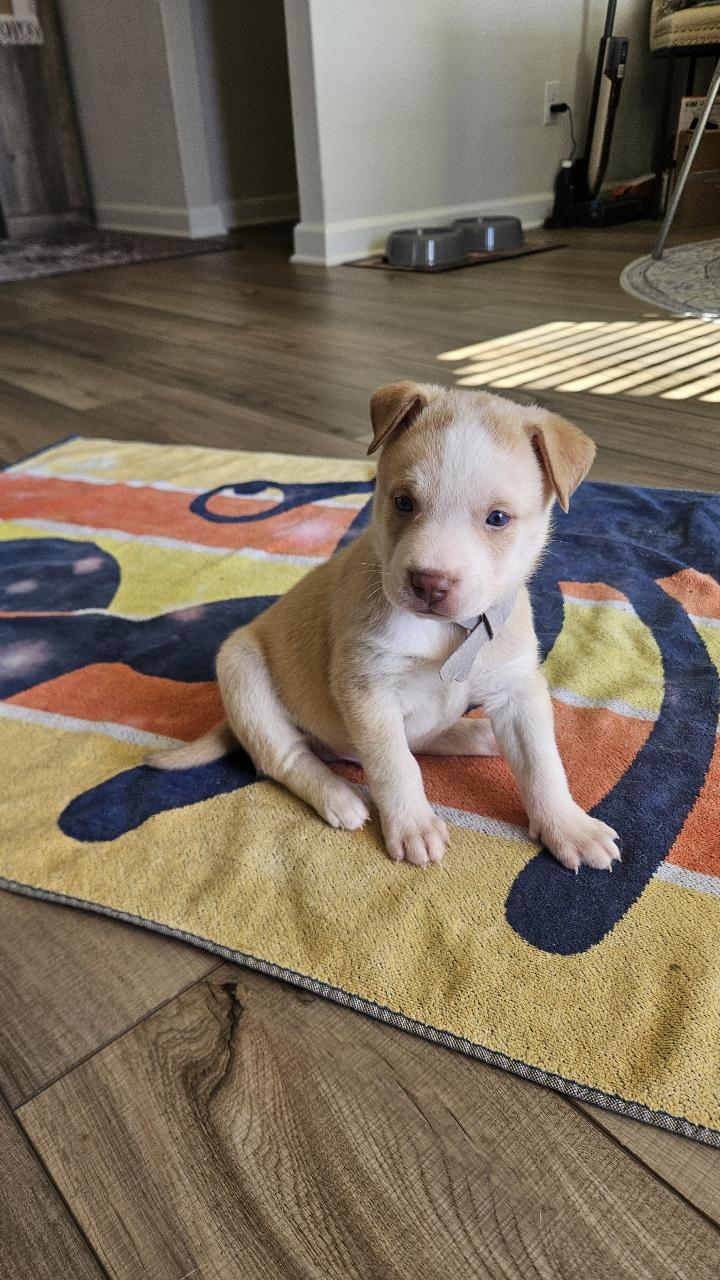 Enlarge Winston, a ADOPTABLE mixed breed in Tallahassee, FL image 1/3