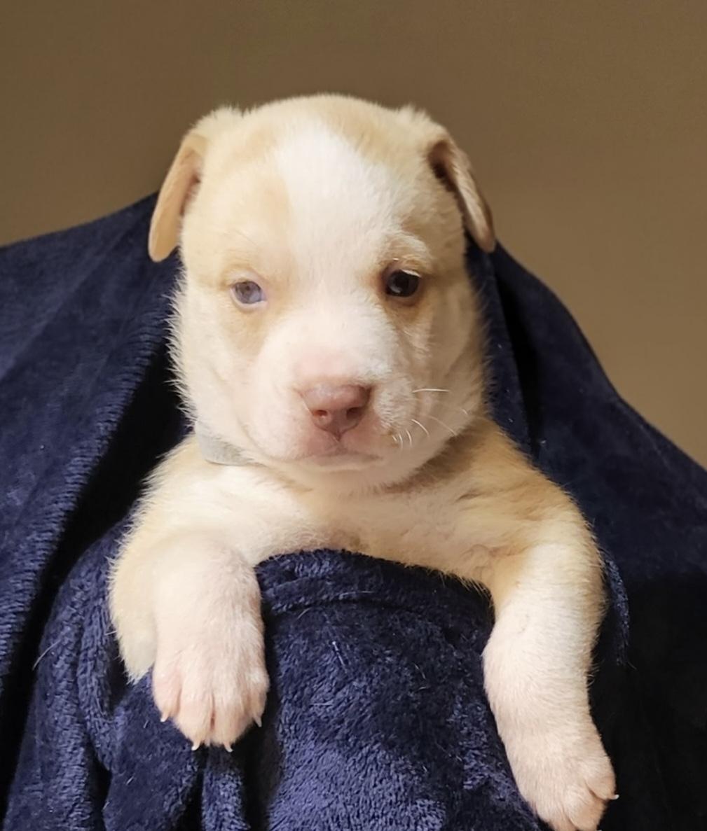 Enlarge Winston, a ADOPTABLE mixed breed in Tallahassee, FL image 3/3