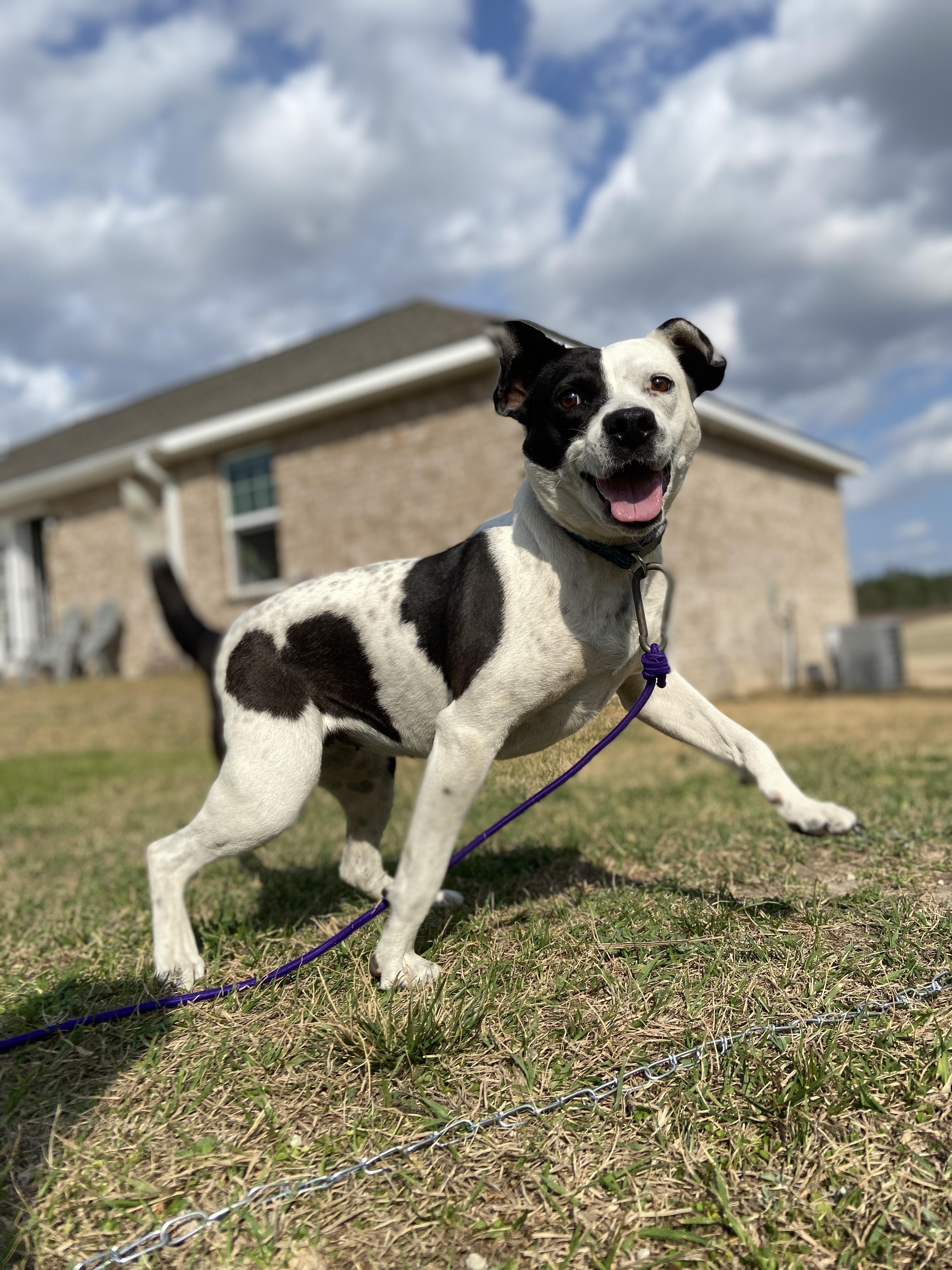 Courtesy - ChiChi, ADOPTABLE, Young Female Pit Bull Terrier.