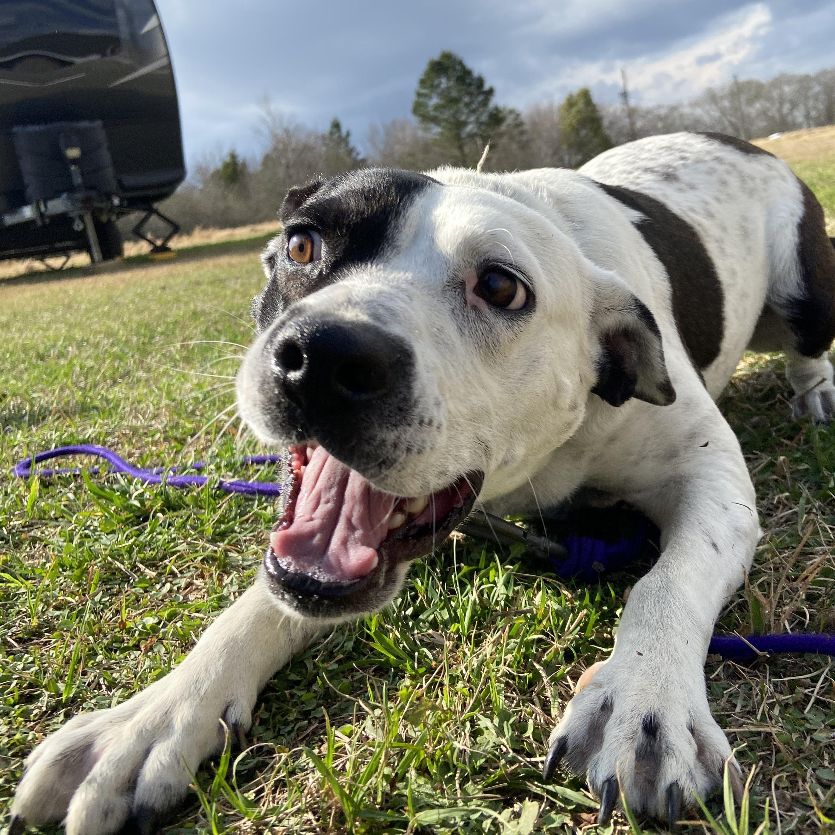 Courtesy - ChiChi, a ADOPTABLE mixed breed in Mobile, AL image 3/3