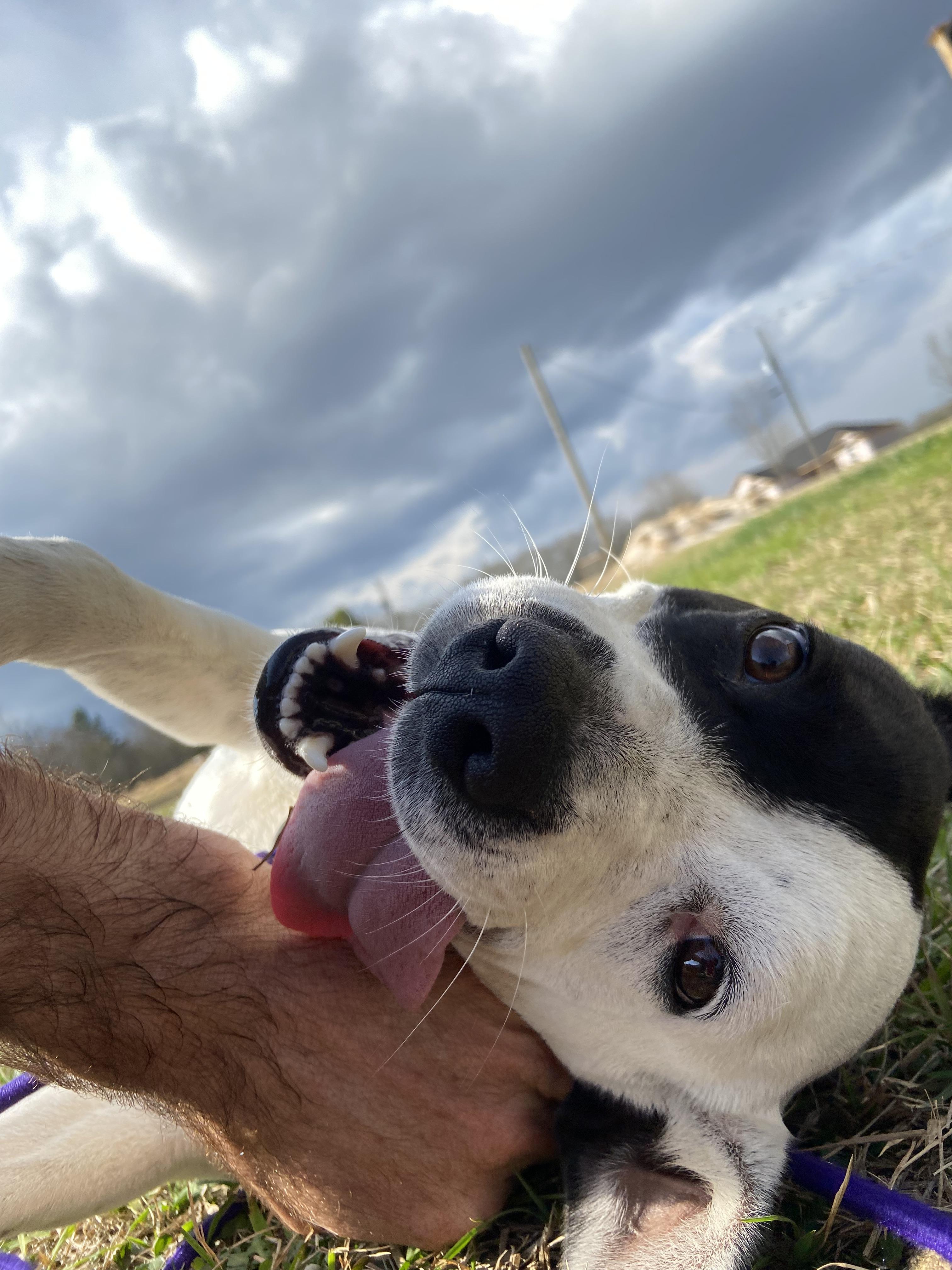 Courtesy - ChiChi, a ADOPTABLE mixed breed in Mobile, AL image 2/3
