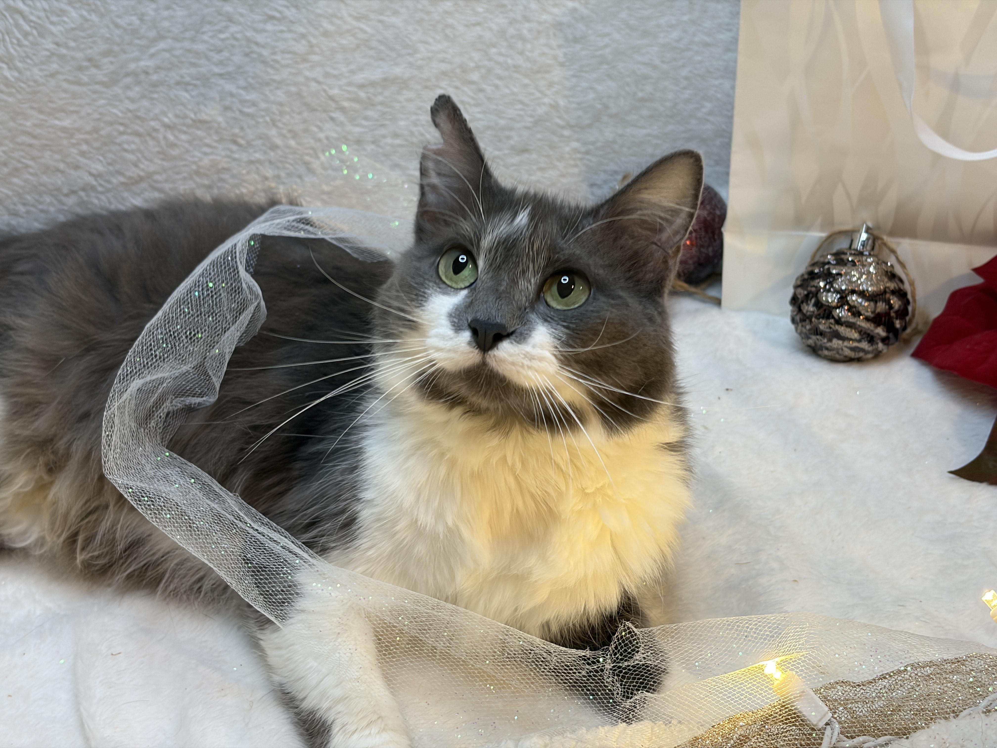 Lotti - Lap cat, a ADOPTABLE Domestic Long Hair in Albany, NY image 3/5