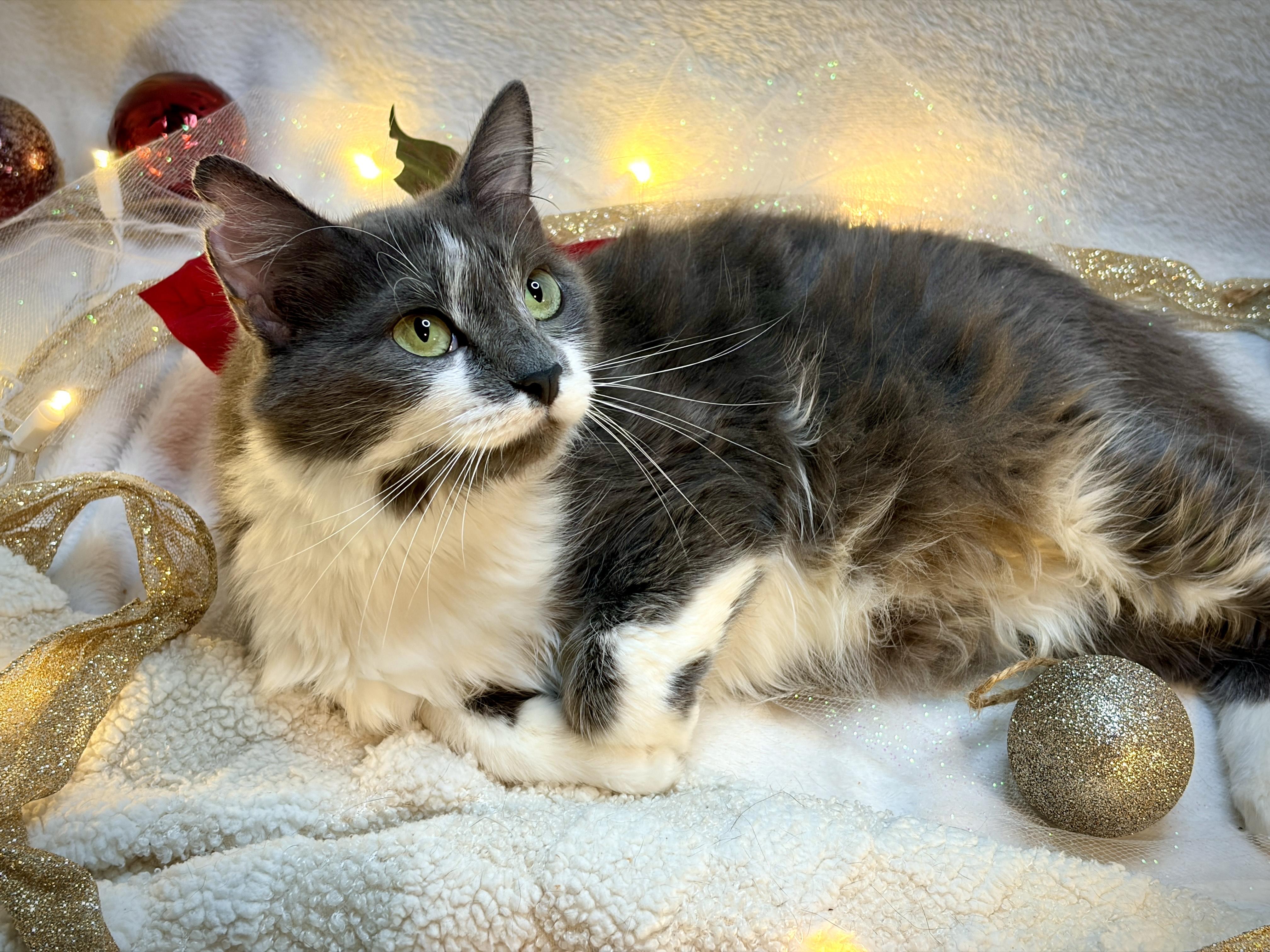 Lotti - Lap cat, ADOPTABLE, Adult Female Domestic Long Hair.