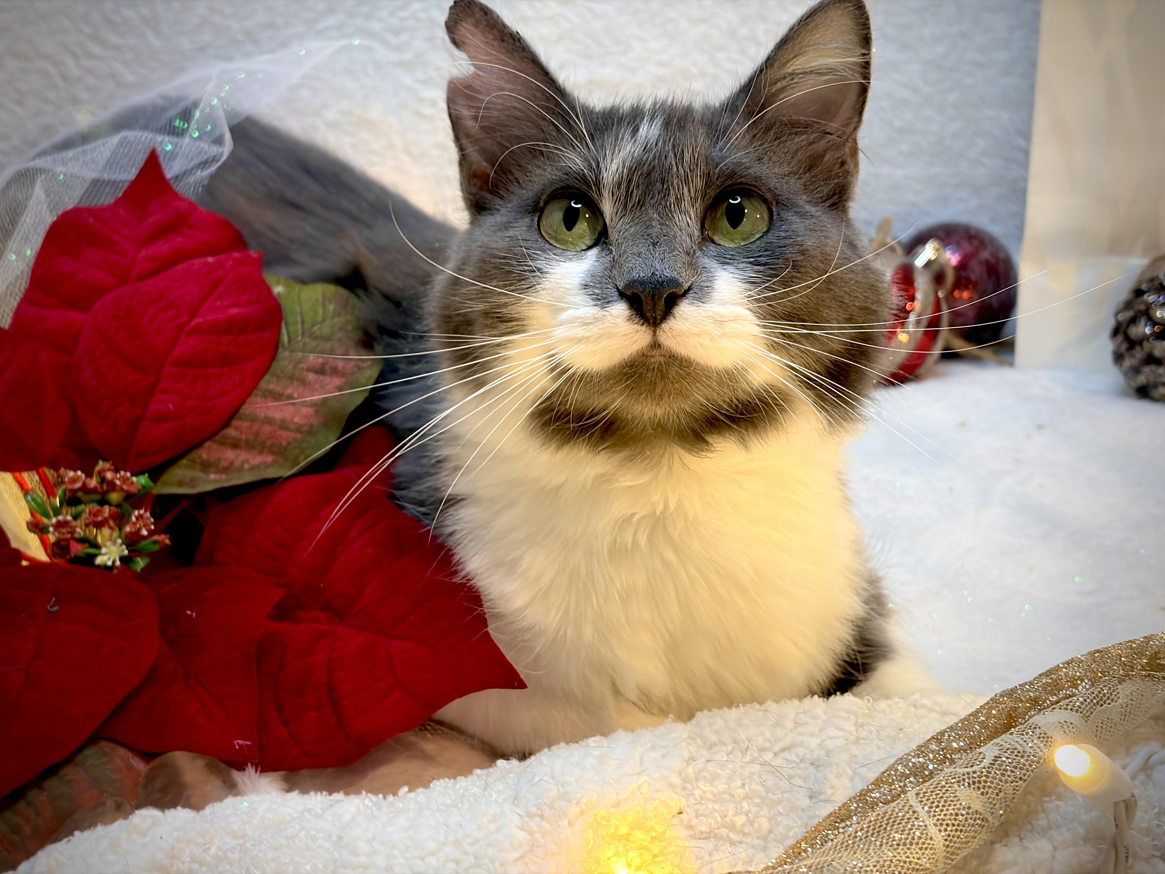 Lotti - Lap cat, a ADOPTABLE Domestic Long Hair in Albany, NY image 5/5