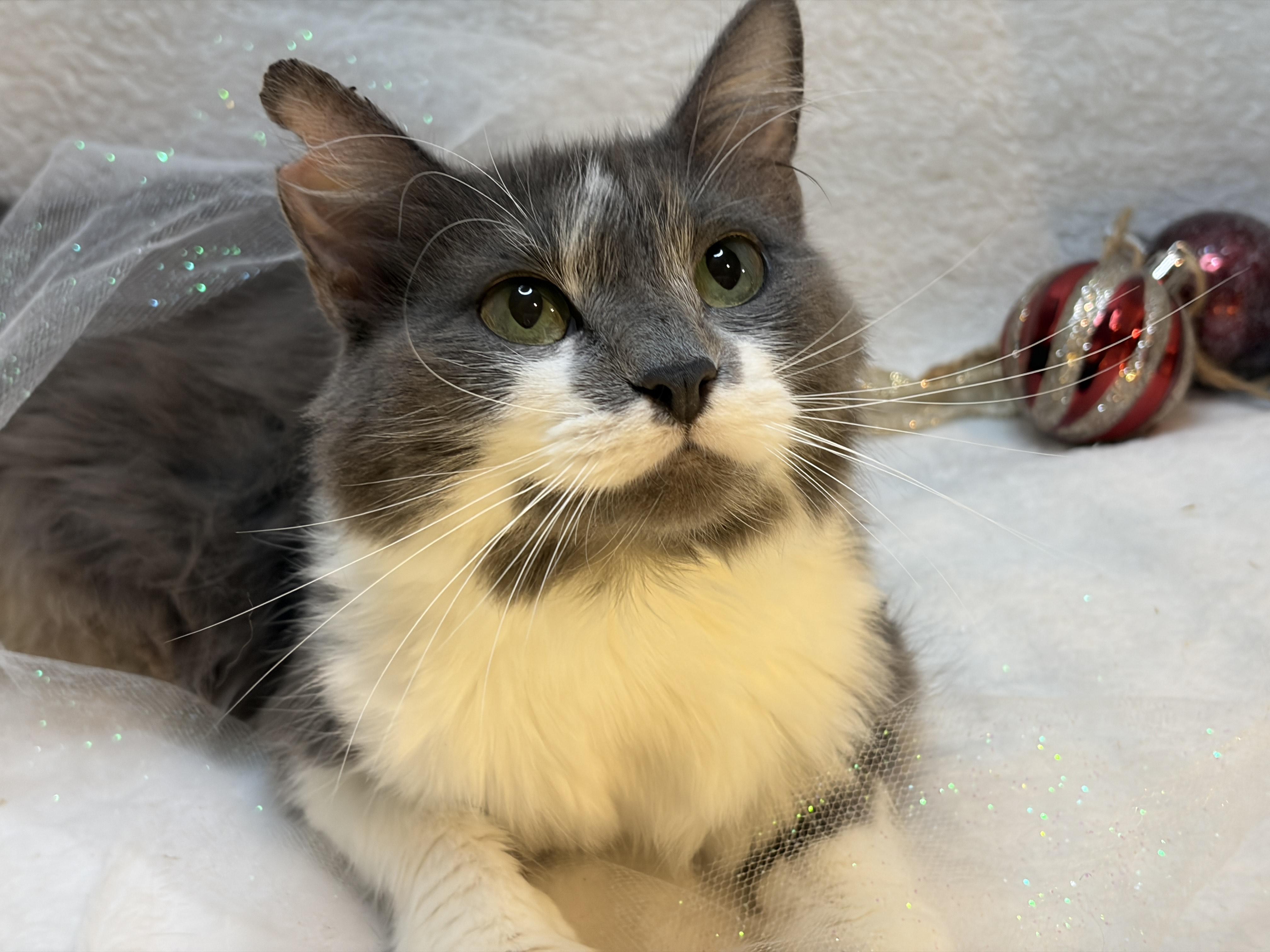 Lotti - Lap cat, a ADOPTABLE Domestic Long Hair in Albany, NY image 4/5