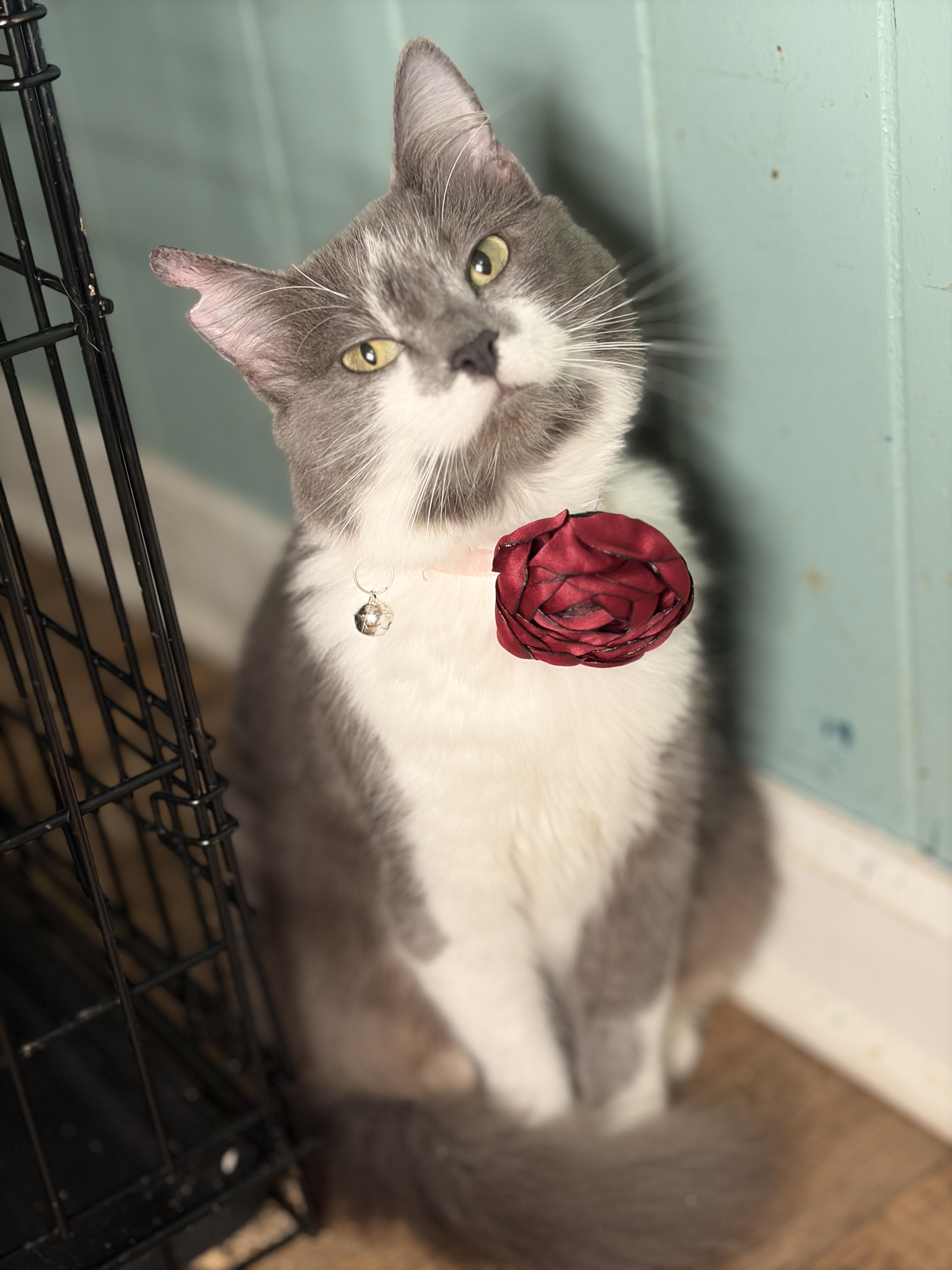 Lotti - Lap cat, a ADOPTABLE Domestic Long Hair in Albany, NY image 2/5