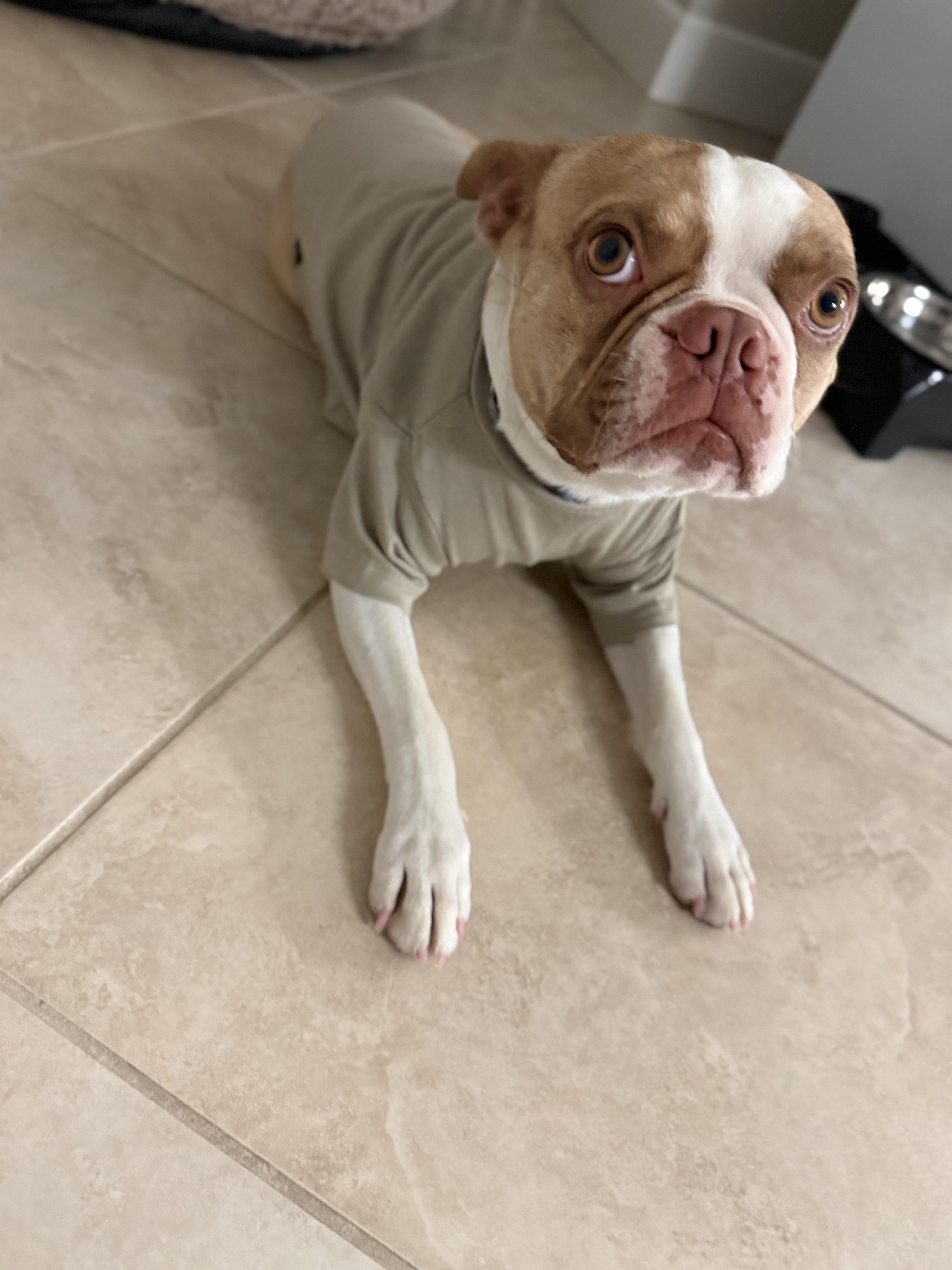 Rocco, an adopted Boston Terrier in Putnam, CT image 5/6