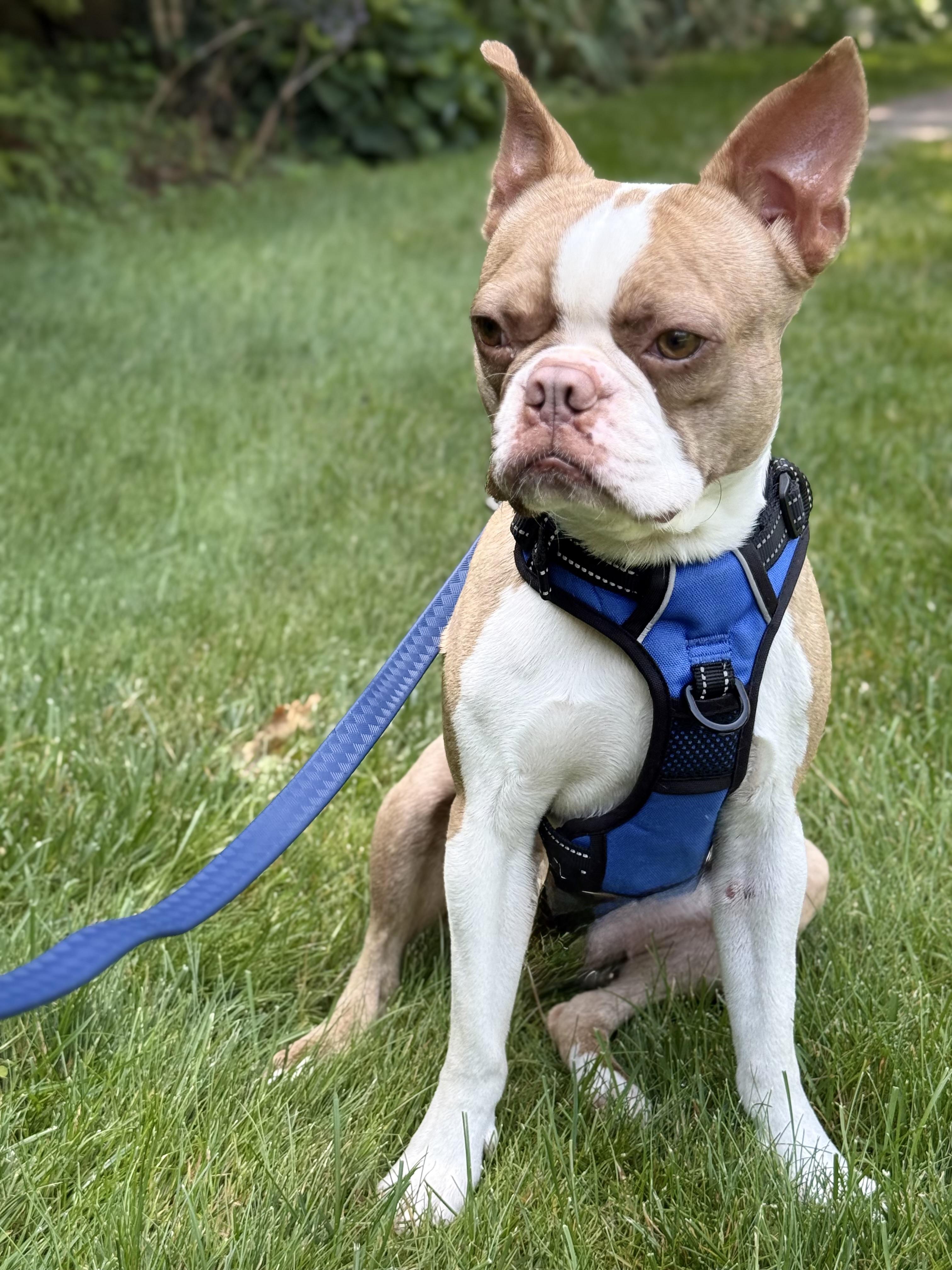 Rocco, adopted, Young Male Boston Terrier.