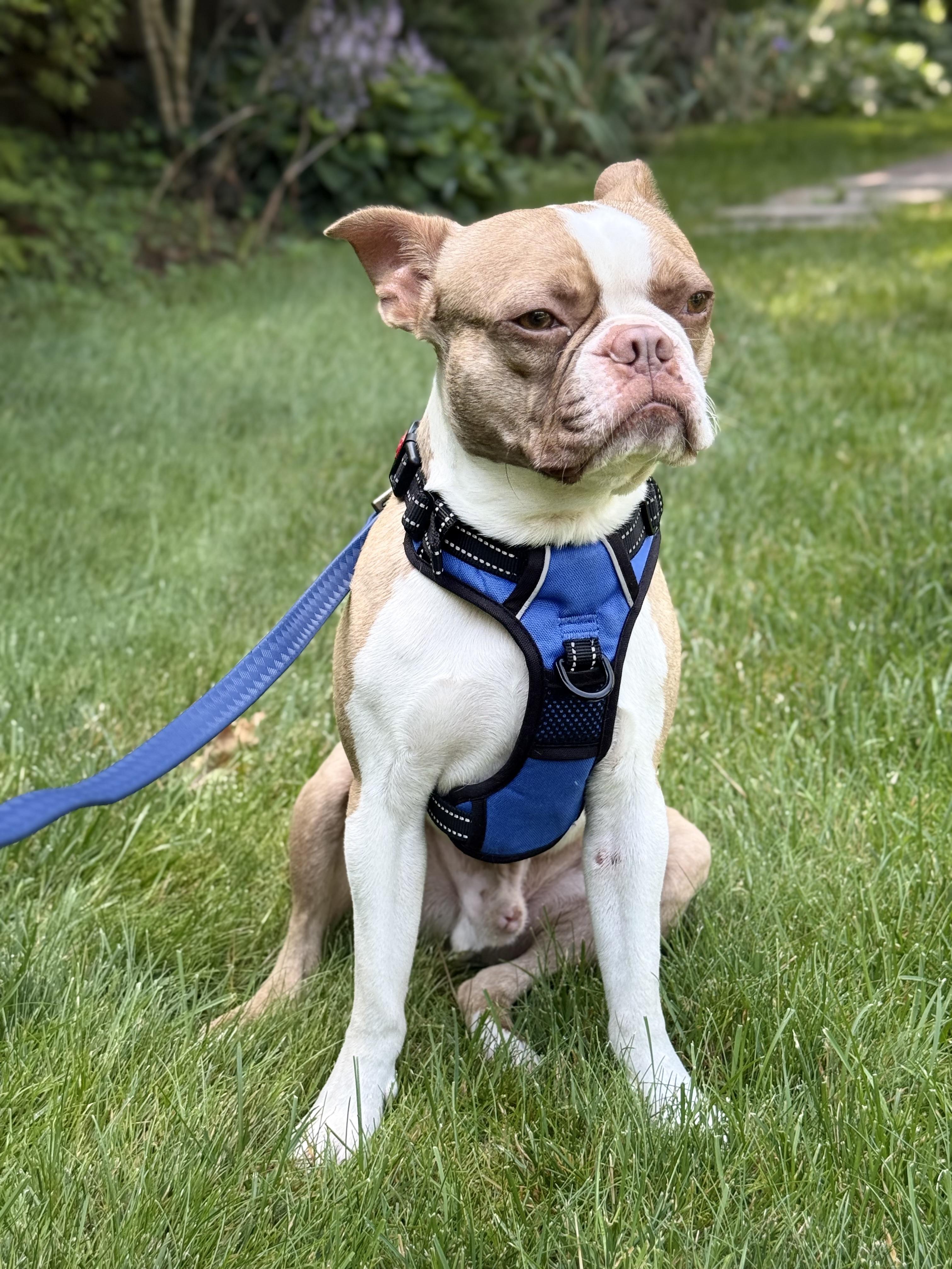 Rocco, an adopted Boston Terrier in Putnam, CT image 3/6
