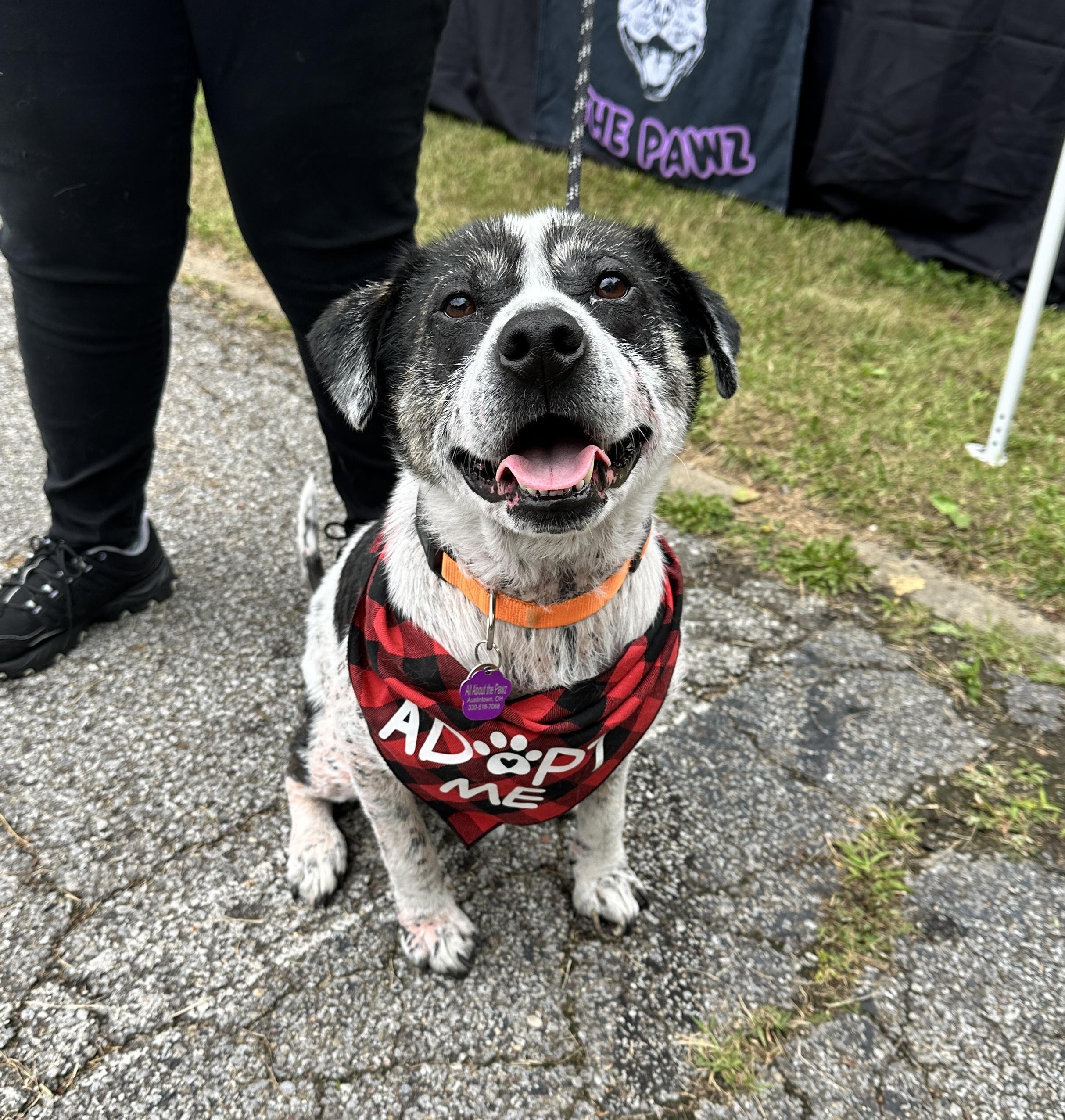 Tobias, ADOPTABLE, Young Male Cattle Dog.