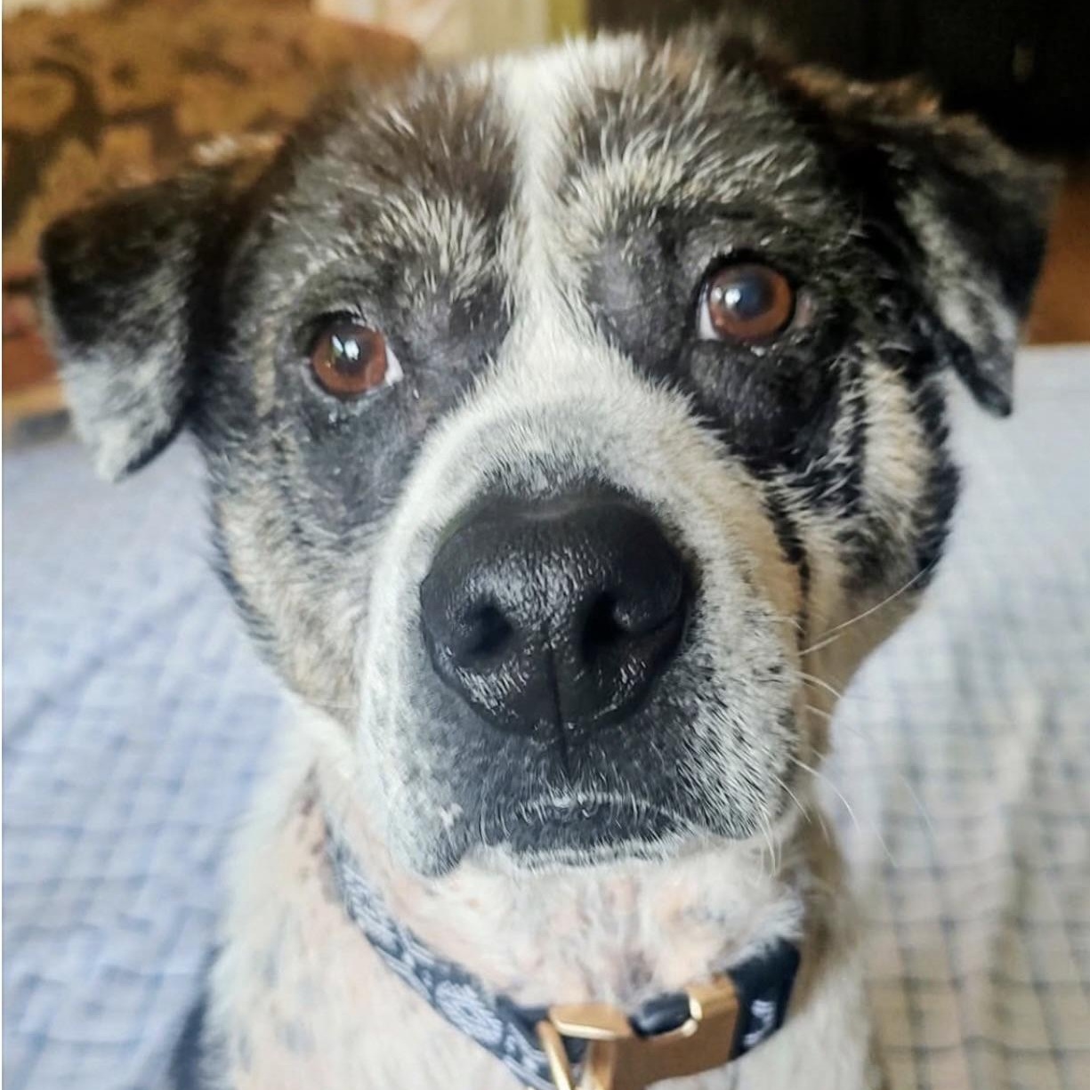 Tobias, a ADOPTABLE mixed breed in Youngstown, OH image 5/6