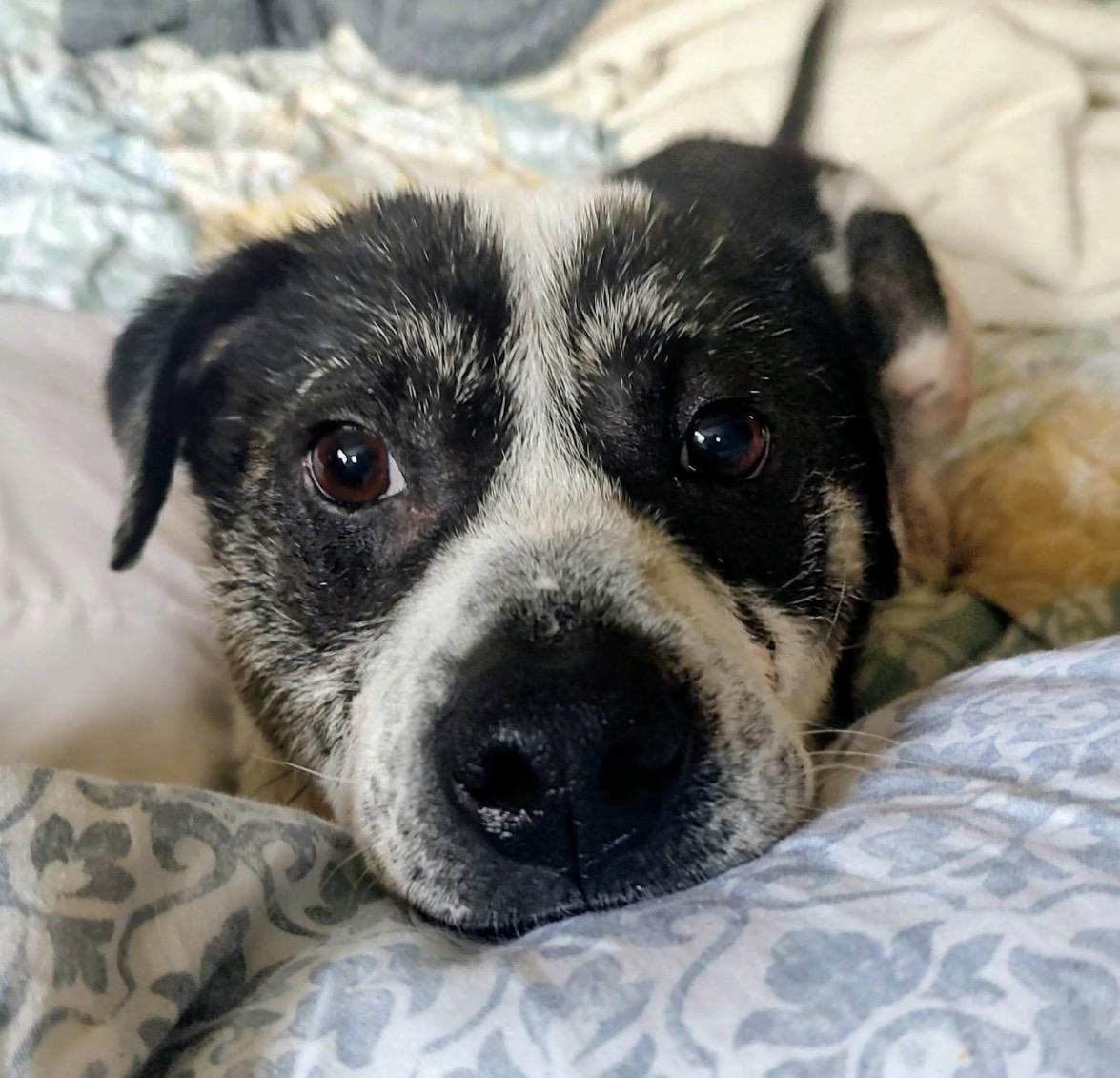 Tobias, a ADOPTABLE mixed breed in Youngstown, OH image 2/6