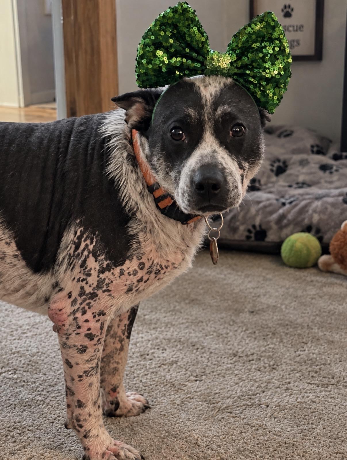 Tobias, Adoptable, Young Male Cattle Dog.