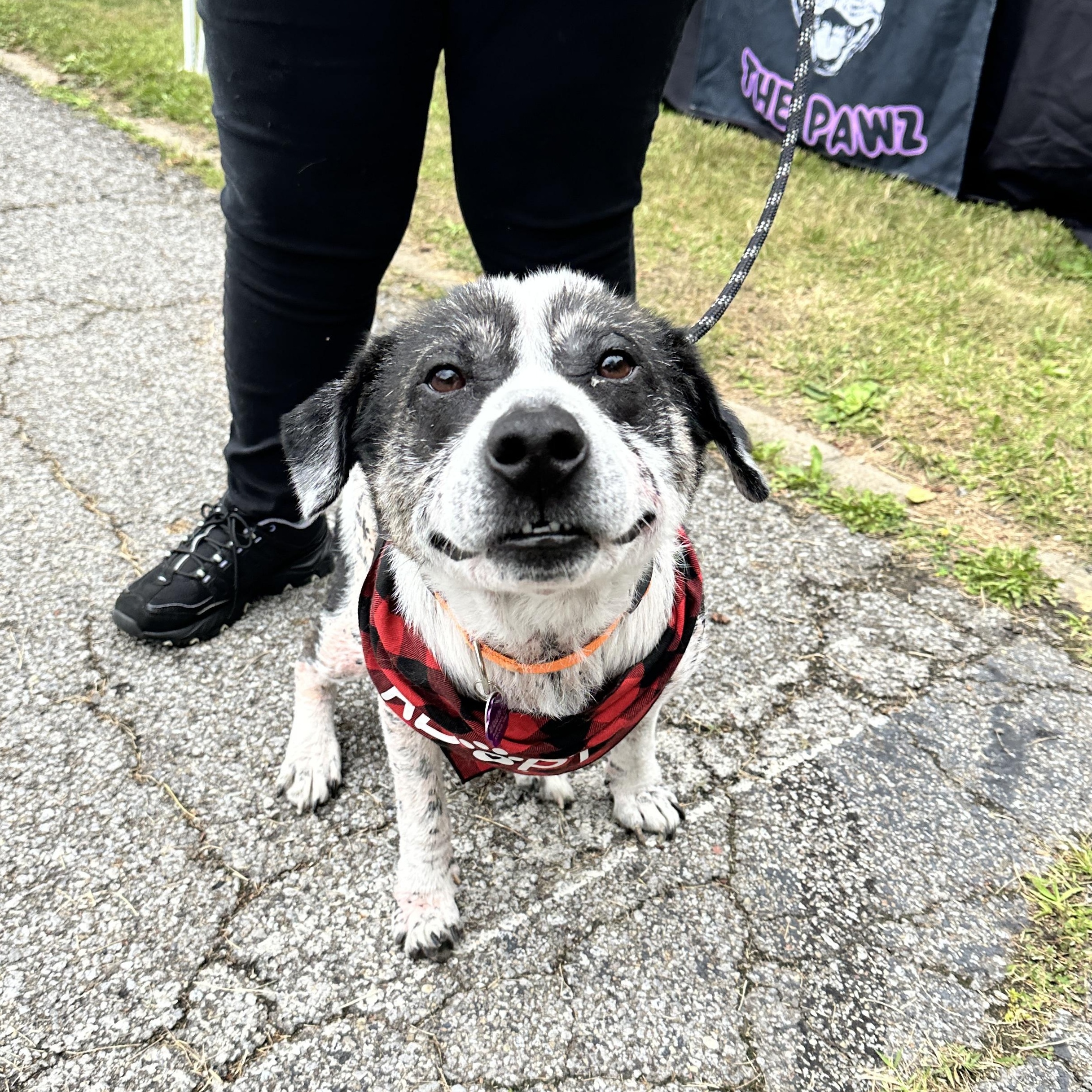 Tobias, a ADOPTABLE mixed breed in Youngstown, OH image 3/6