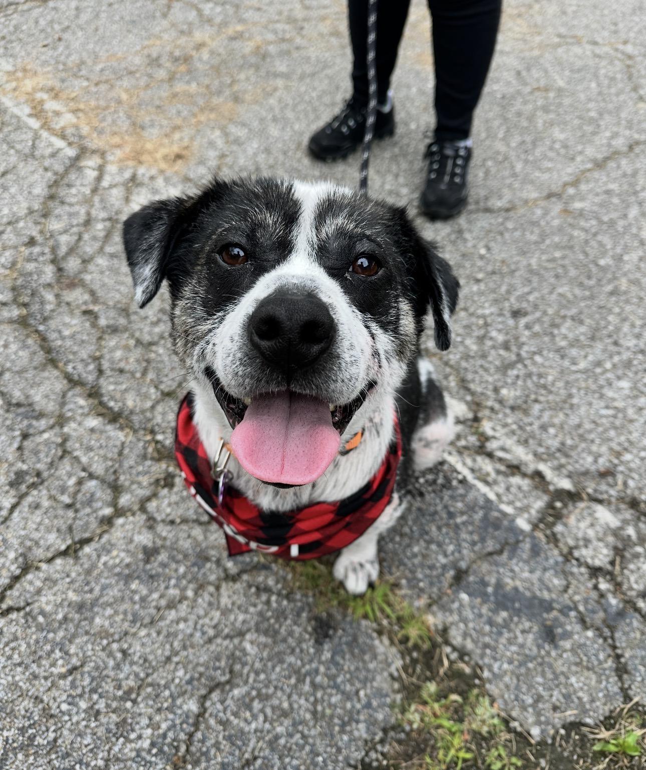Tobias, a ADOPTABLE mixed breed in Youngstown, OH image 6/6