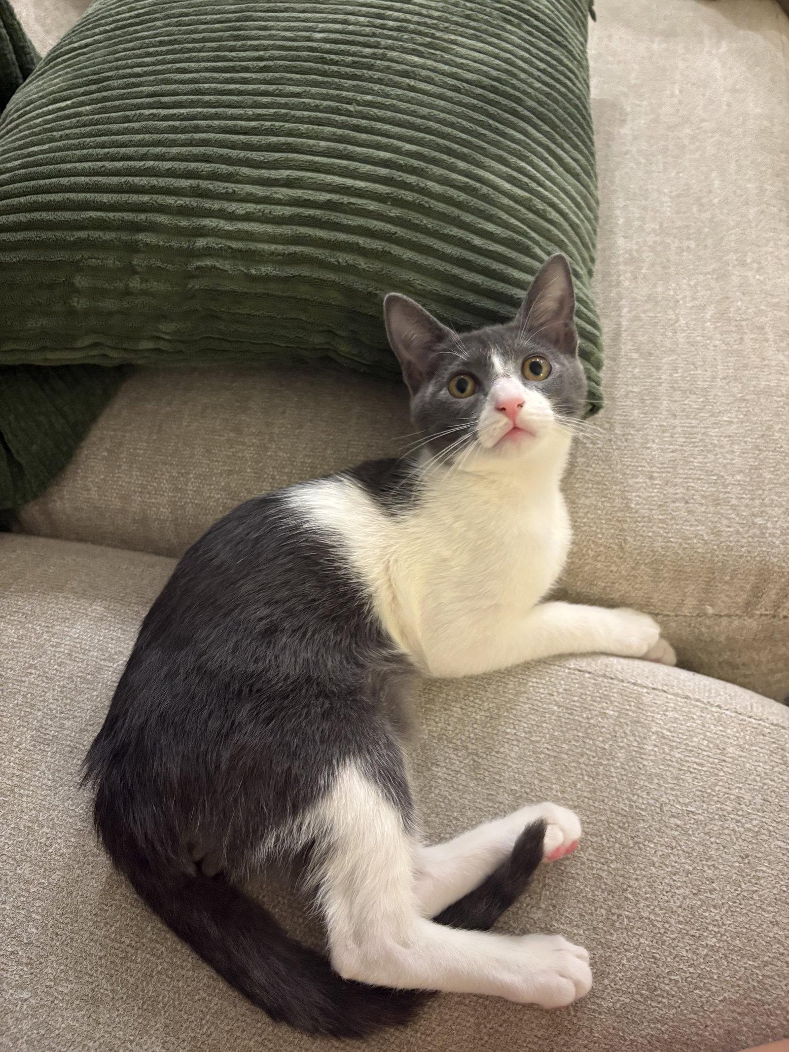 Enlarge Berry (2075), a Adoptable Domestic Short Hair in Wesley Chapel, FL image 1/1