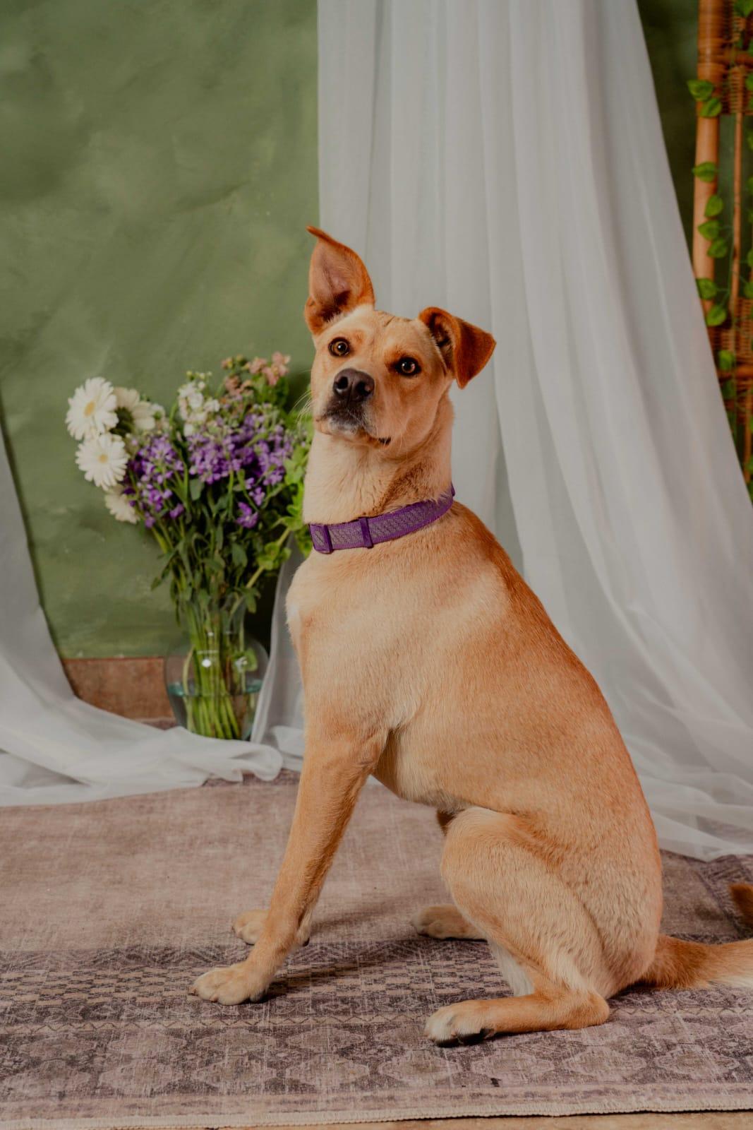 Enlarge Lola, a Adoptable mixed breed in Tijuana, BCN image 4/5