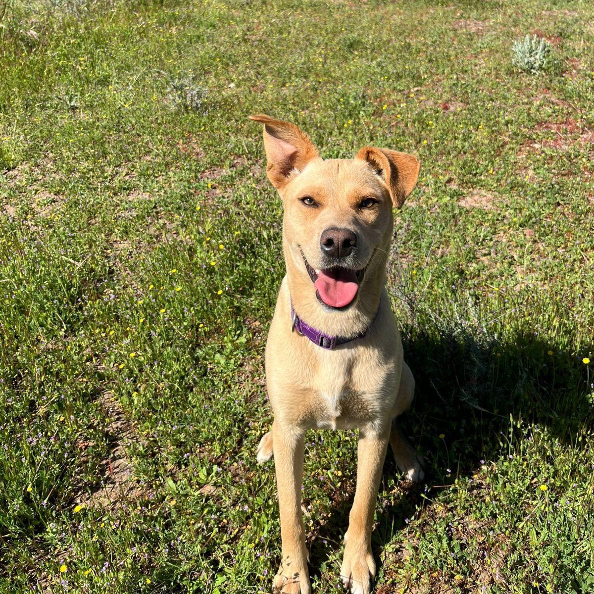 Lola, Adoptable, Young Female Labrador Retriever & Golden Retriever.