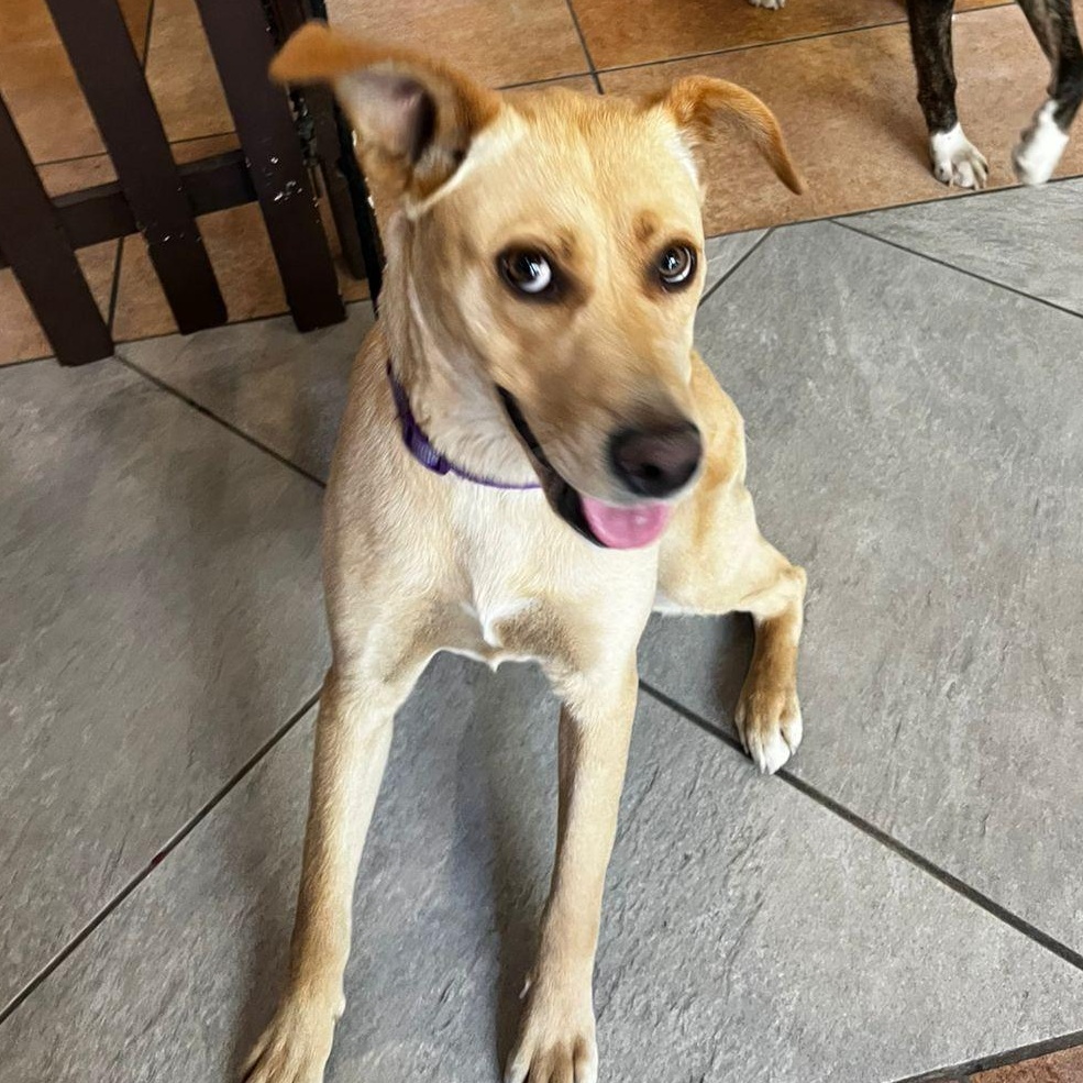 Enlarge Lola, a Adoptable mixed breed in Tijuana, BCN image 5/5