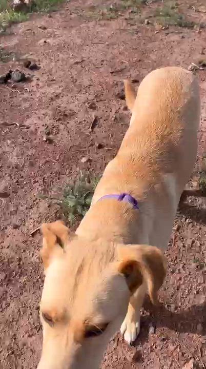 Enlarge Lola, a Adoptable mixed breed in Tijuana, BCN video 2/5
