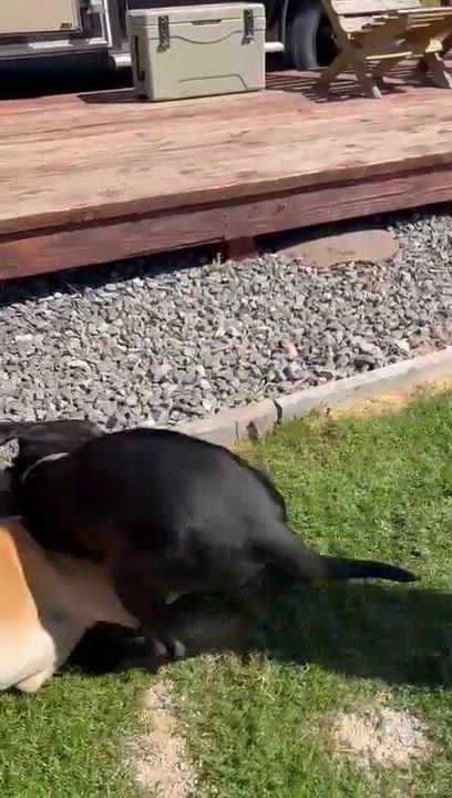 Enlarge Lola, a Adoptable mixed breed in Tijuana, BCN video 3/5