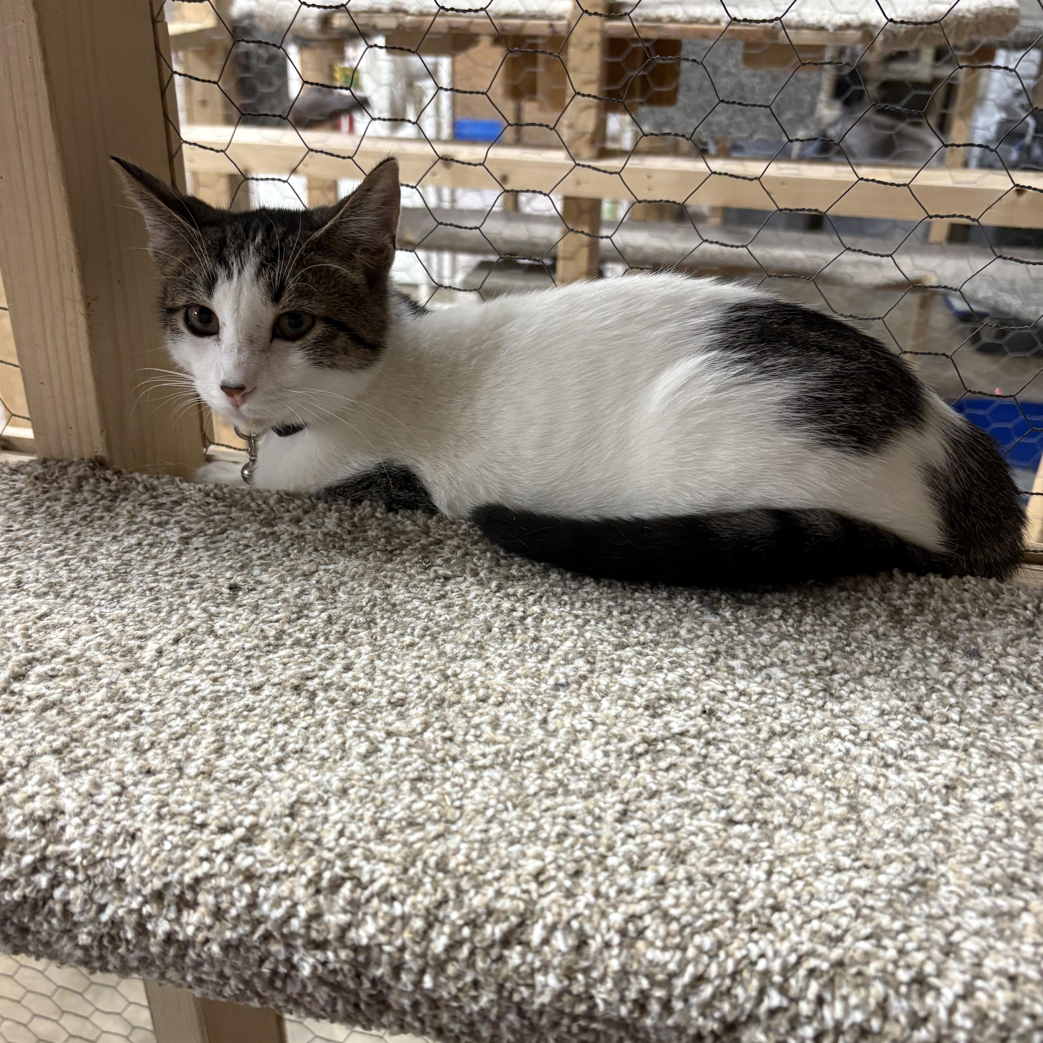 Trudy, Adoptable, Kitten Female Domestic Short Hair.