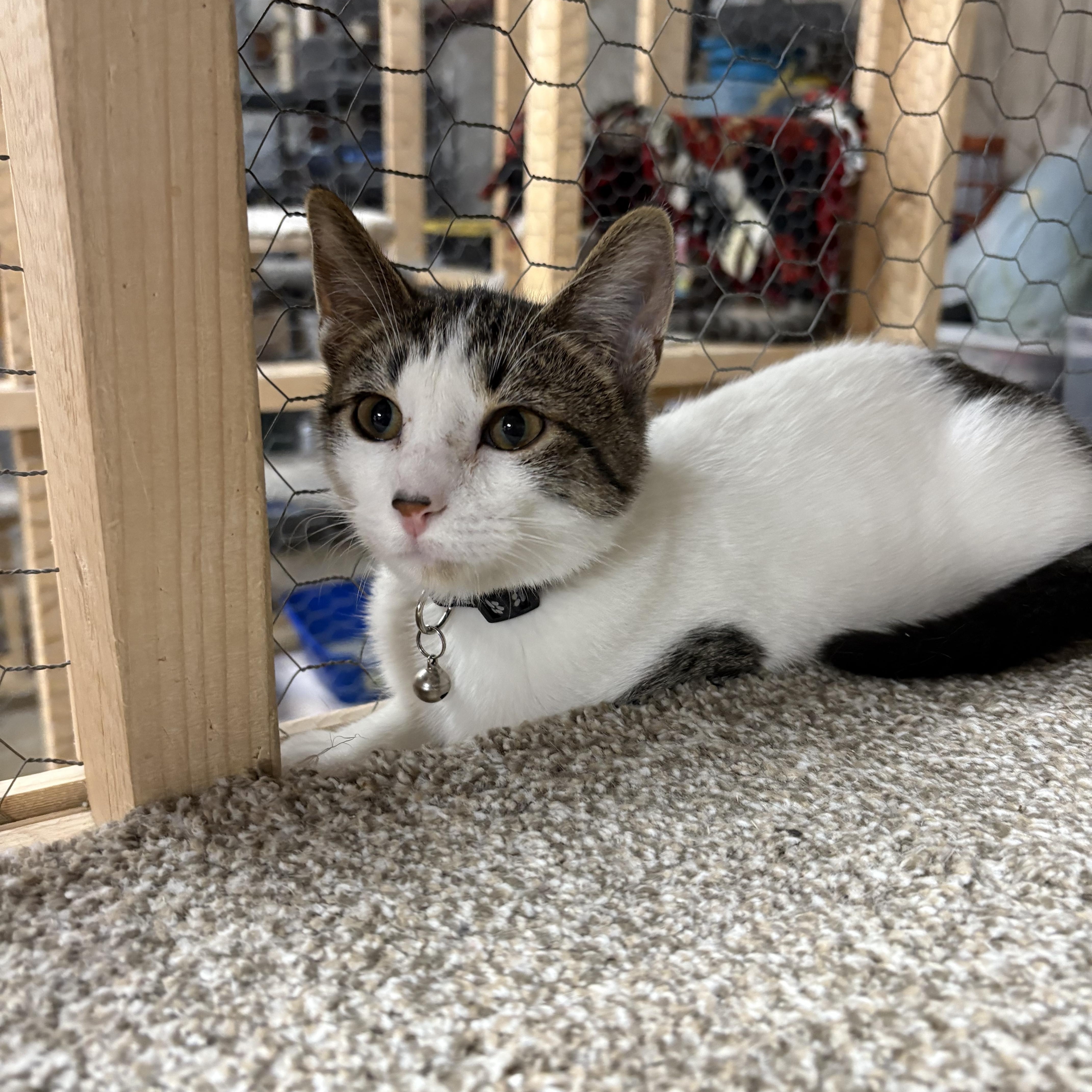 Trudy, a Adoptable Domestic Short Hair in Faribault, MN image 2/2