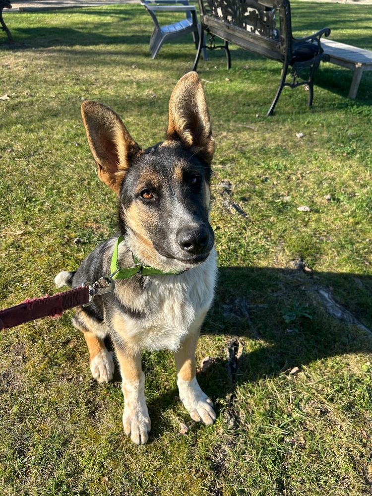 Jeff, Adoptable, Puppy Male German Shepherd Dog.