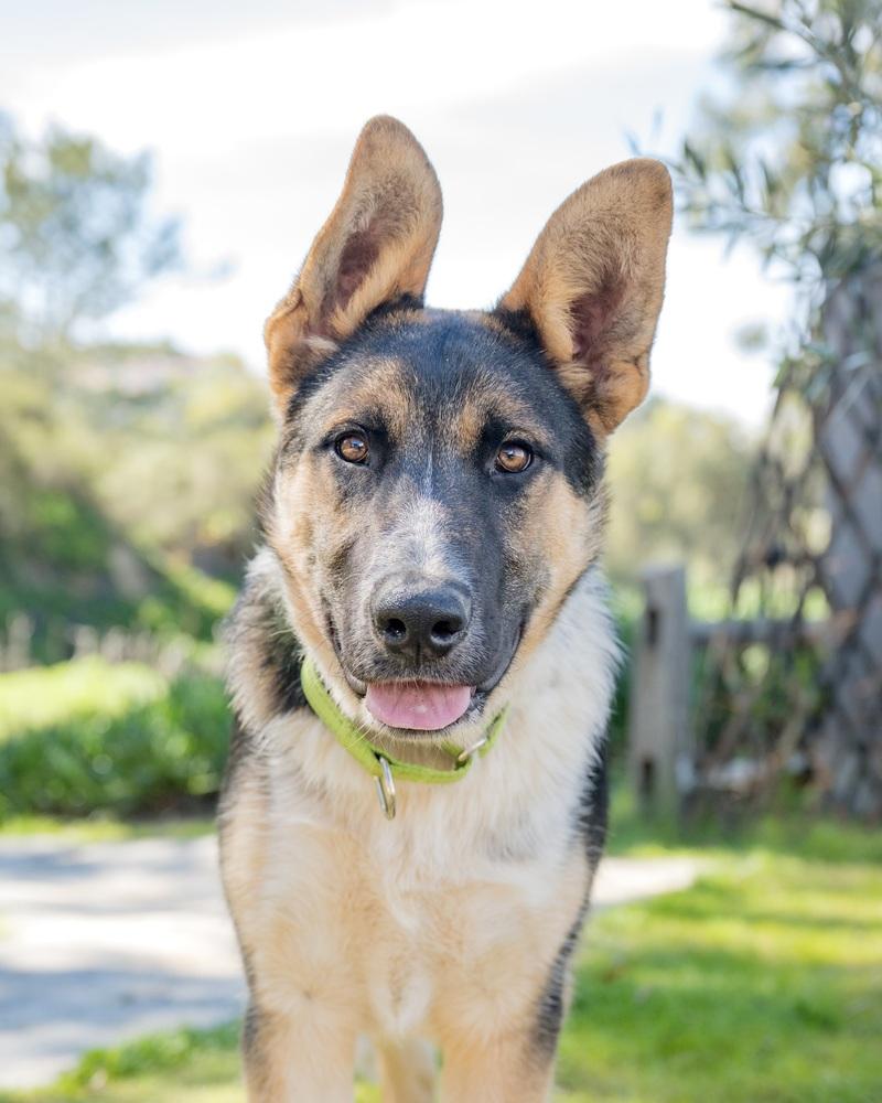Enlarge Jeff, a Adoptable mixed breed in San Diego, CA image 2/5