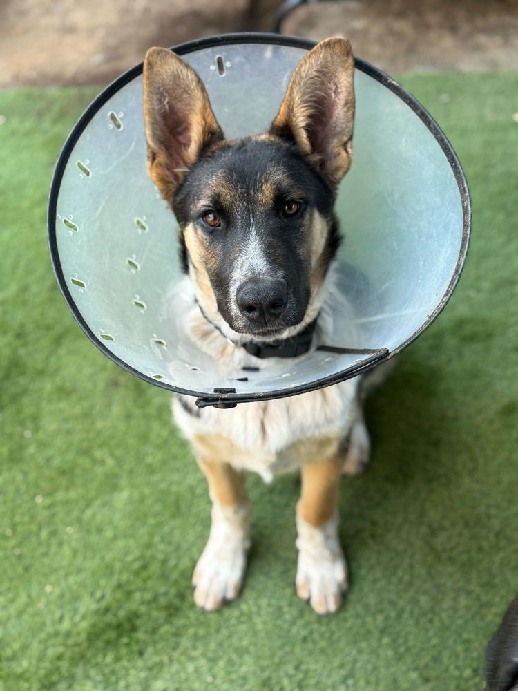 Enlarge Jeff, a Adoptable mixed breed in San Diego, CA image 3/5