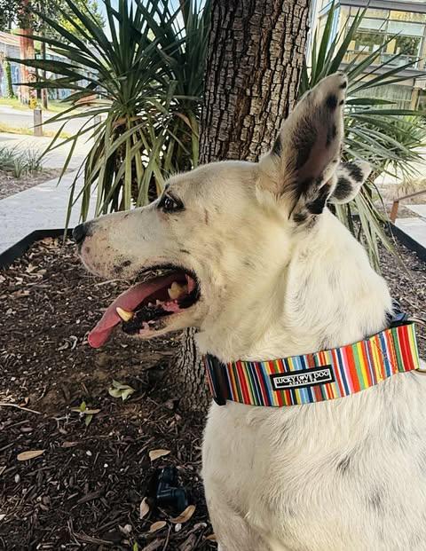 Enlarge Pongo, a Adoptable mixed breed in Gainesville, VA image 4/5