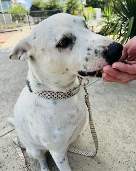 Enlarge Pongo, a Adoptable mixed breed in Gainesville, VA image 1/5