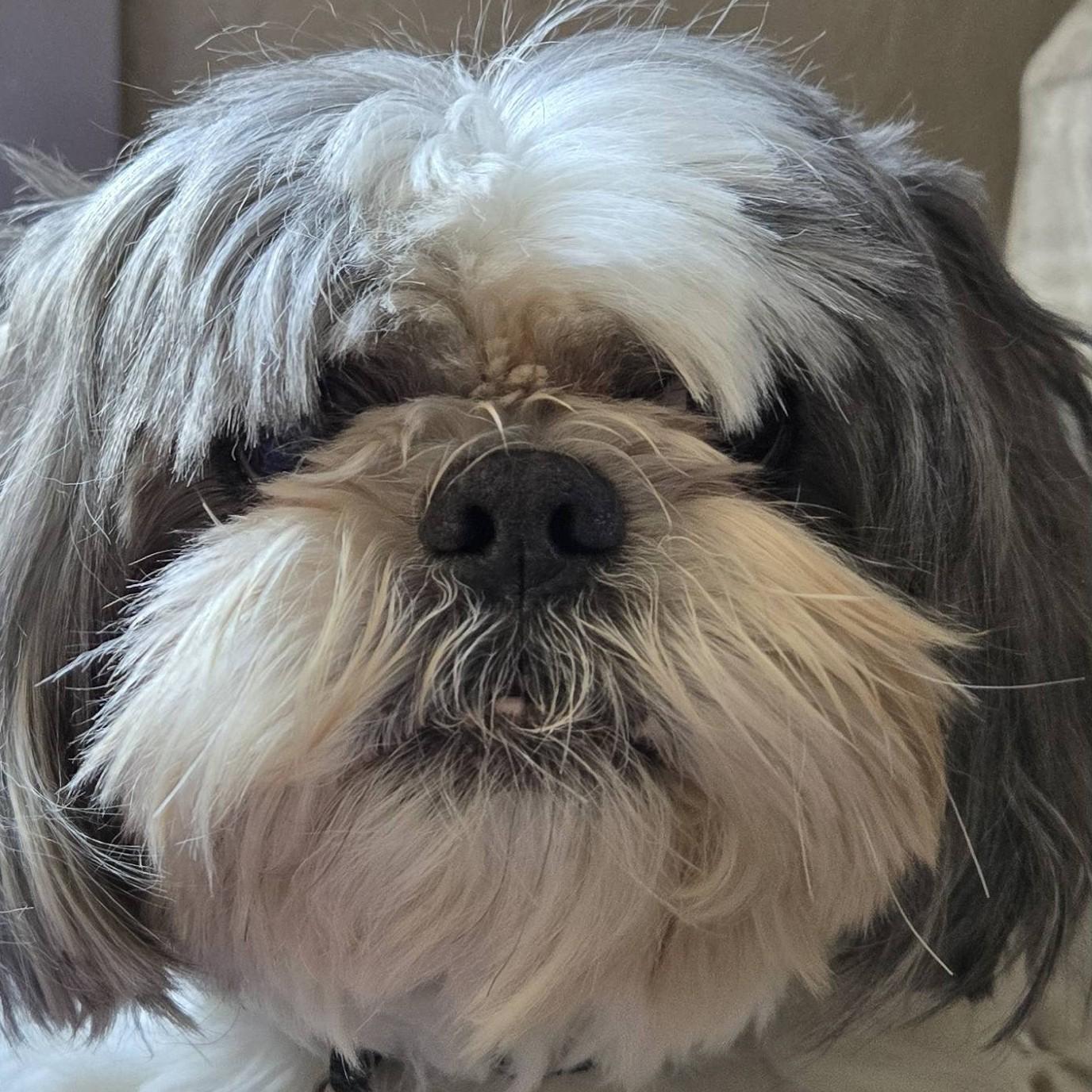 Enlarge Tiny Tim (Bonded with Waffle), a ADOPTABLE Shih Tzu in Shawnee, KS image 2/6