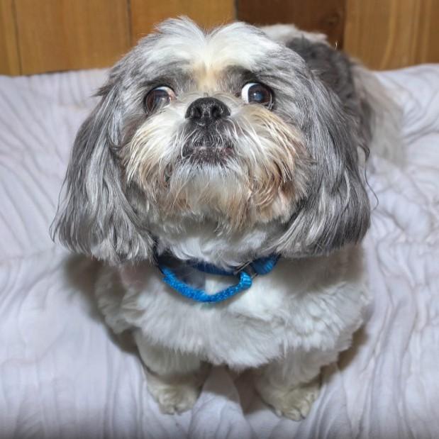 Enlarge Tiny Tim (Bonded with Waffle), a ADOPTABLE Shih Tzu in Shawnee, KS image 3/6