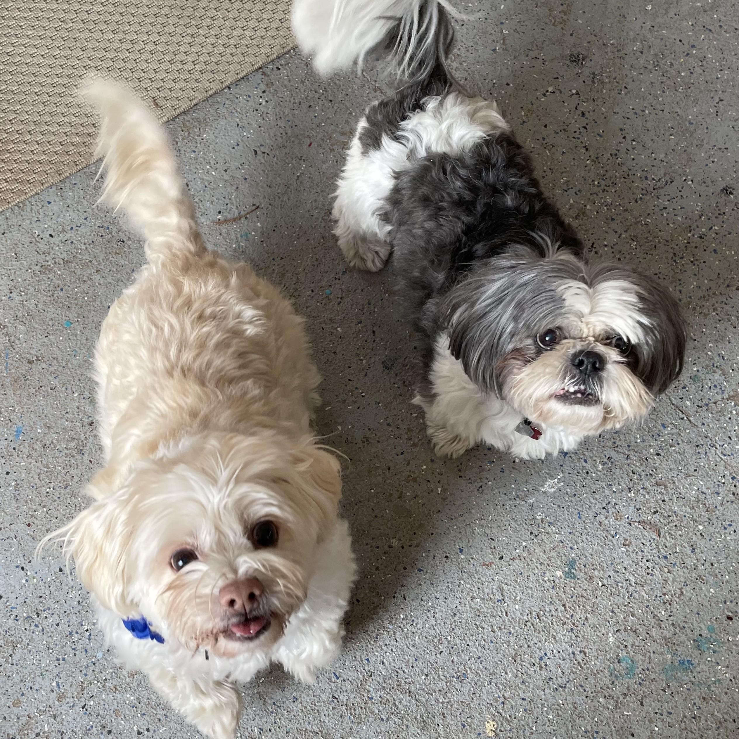 Enlarge Tiny Tim (Bonded with Waffle), a ADOPTABLE Shih Tzu in Shawnee, KS image 5/6