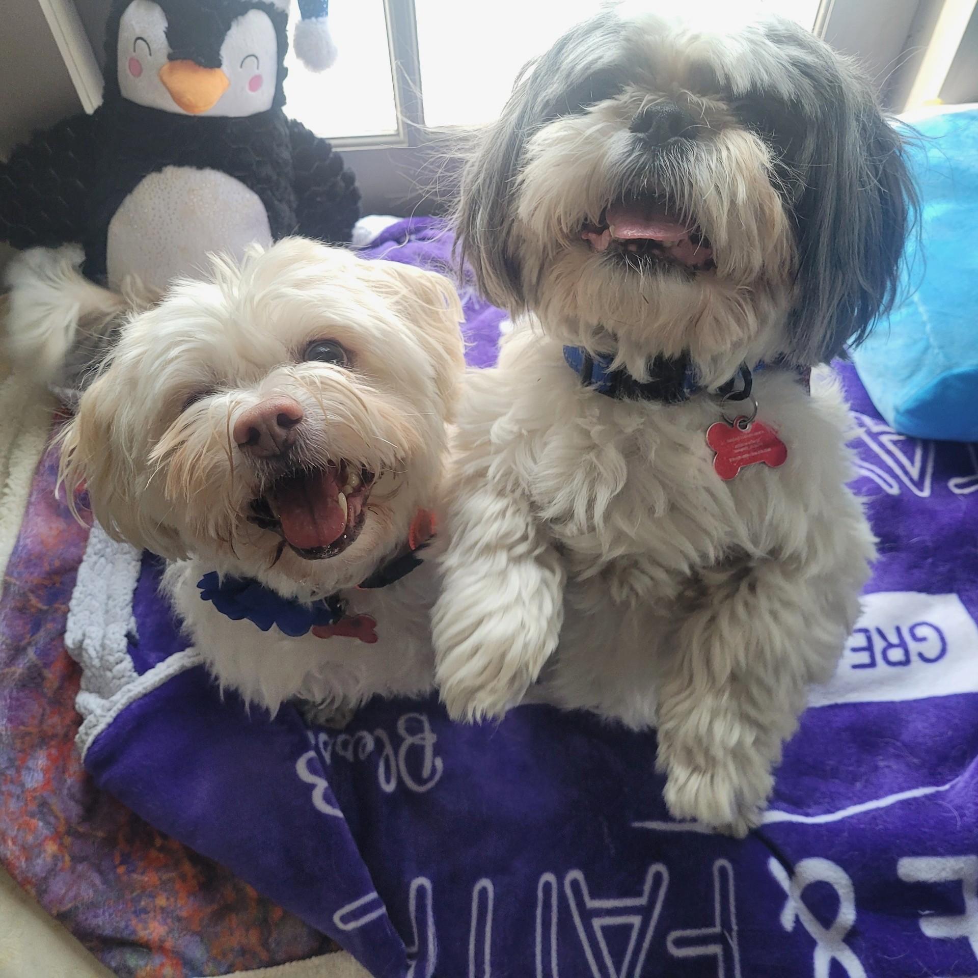 Enlarge Tiny Tim (Bonded with Waffle), a ADOPTABLE Shih Tzu in Shawnee, KS image 6/6