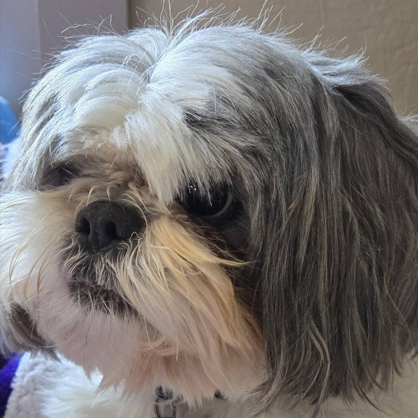 Enlarge Tiny Tim (Bonded with Waffle), a ADOPTABLE Shih Tzu in Shawnee, KS image 4/6