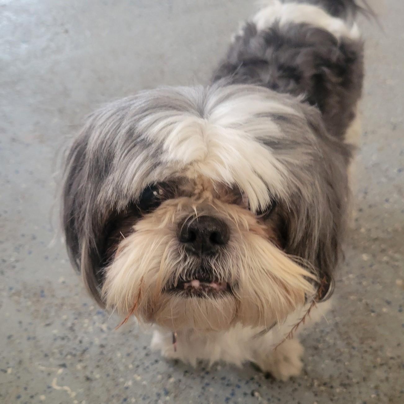 Enlarge Tiny Tim (Bonded with Waffle), a ADOPTABLE Shih Tzu in Shawnee, KS image 1/6
