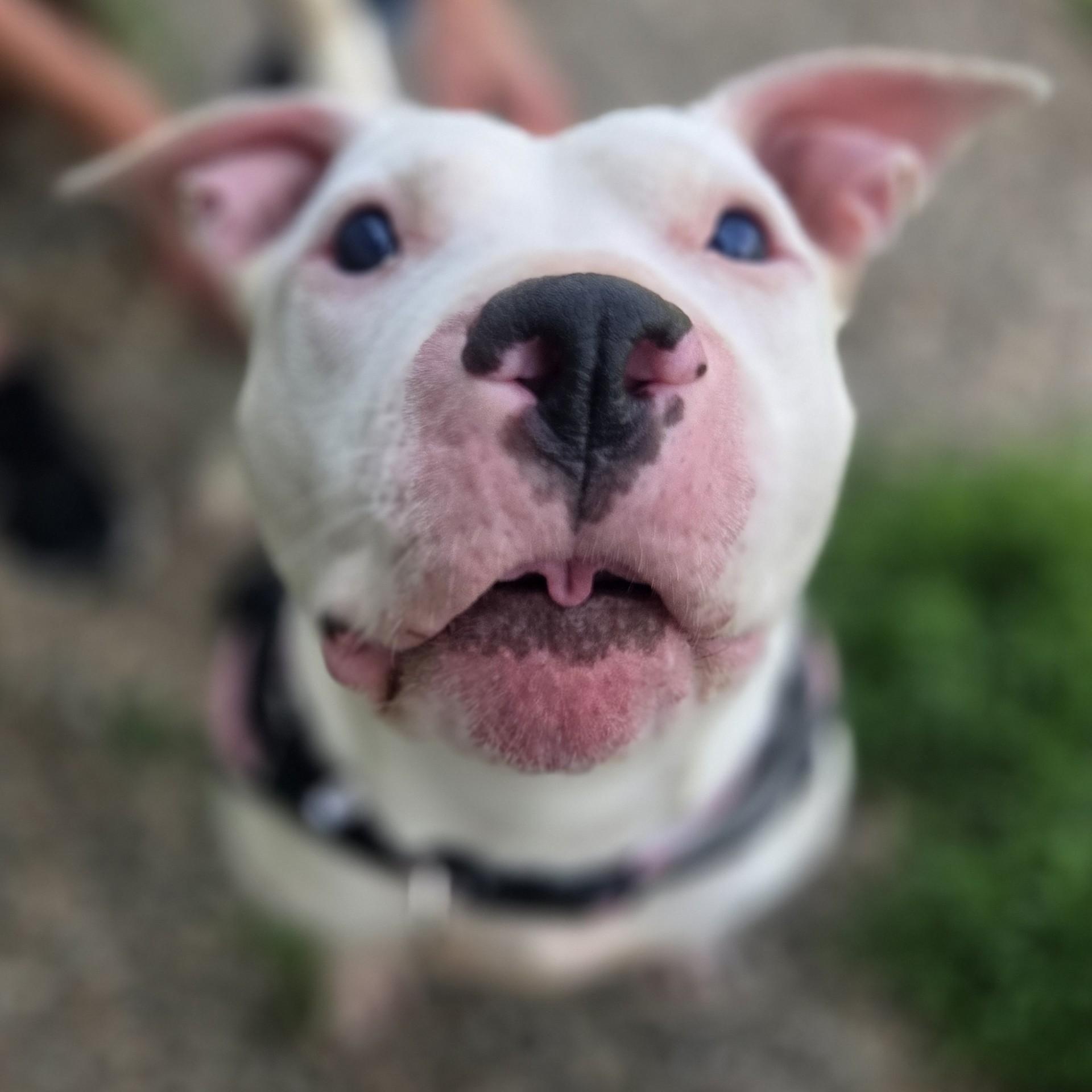 Rockstar Chica, ADOPTABLE, Adult Female Terrier.