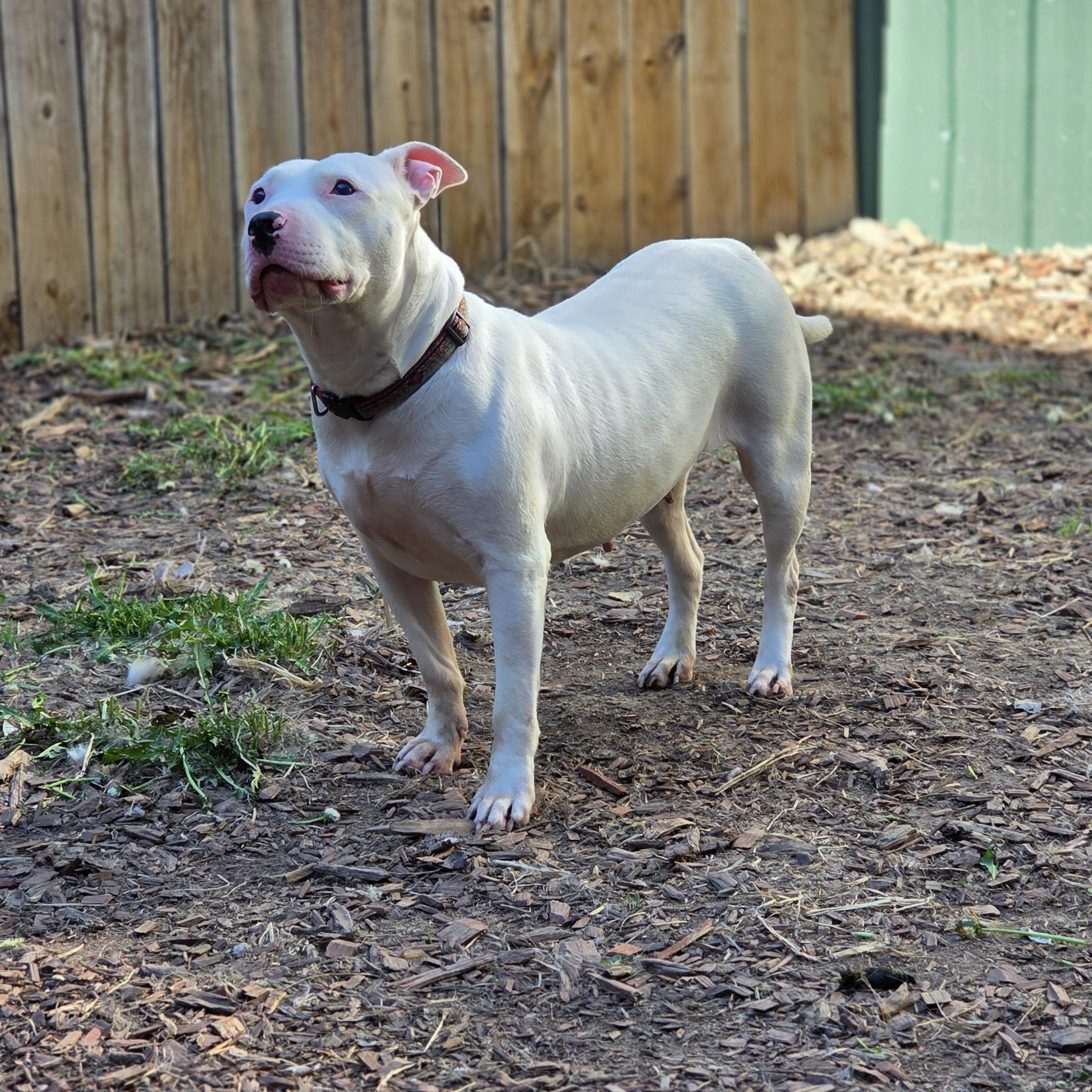 Enlarge Rockstar Chica, a ADOPTABLE mixed breed in Brookings, SD image 4/4