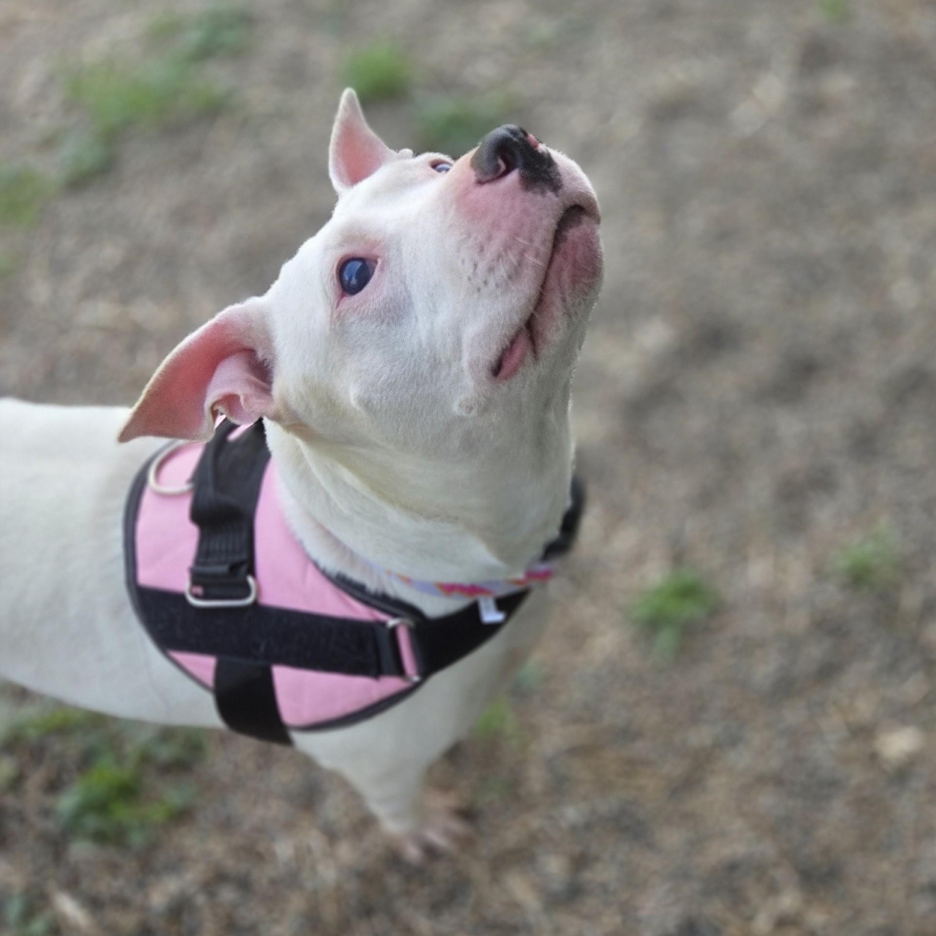 Enlarge Rockstar Chica, a ADOPTABLE mixed breed in Brookings, SD image 2/4