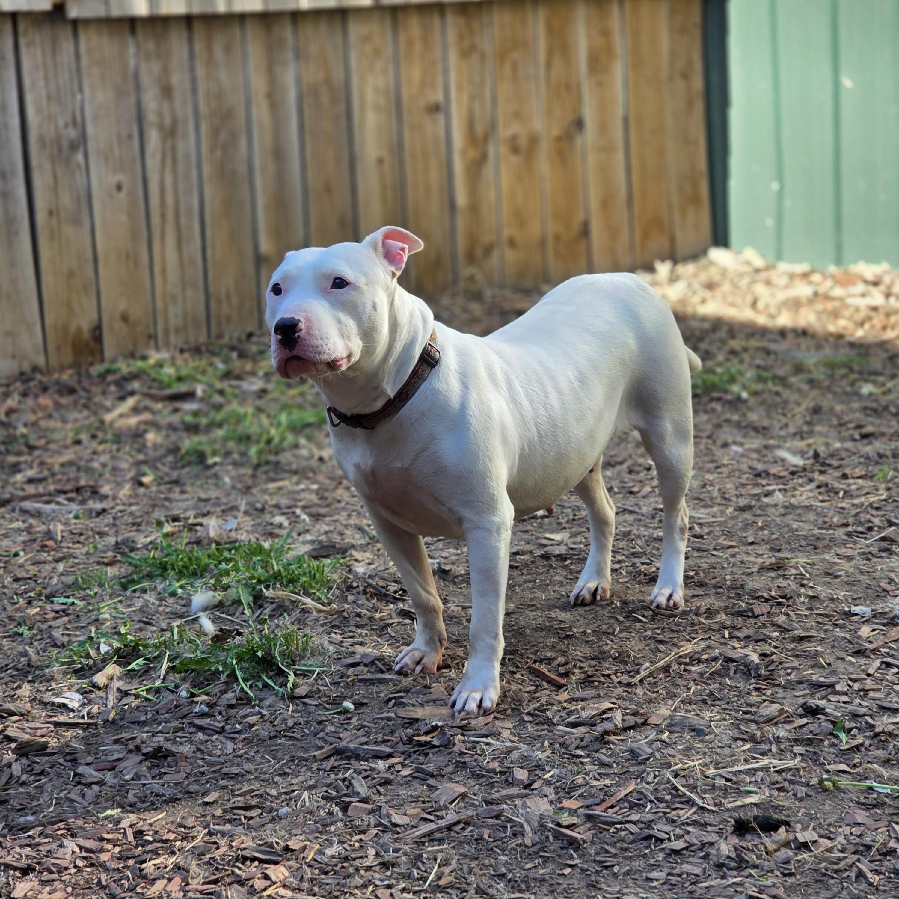 Enlarge Rockstar Chica, a ADOPTABLE mixed breed in Brookings, SD image 3/4