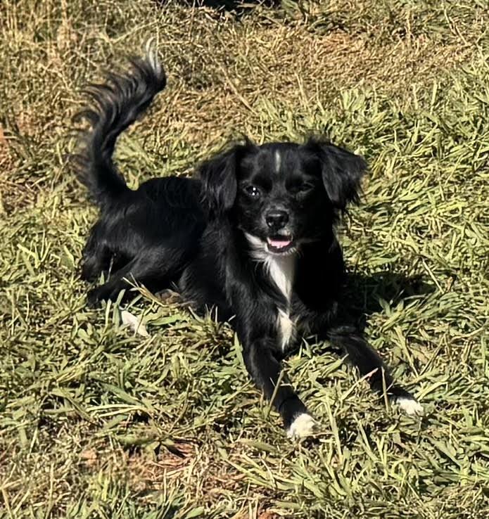 Enlarge Rocky, a Adoptable mixed breed in Maiden, NC image 2/5