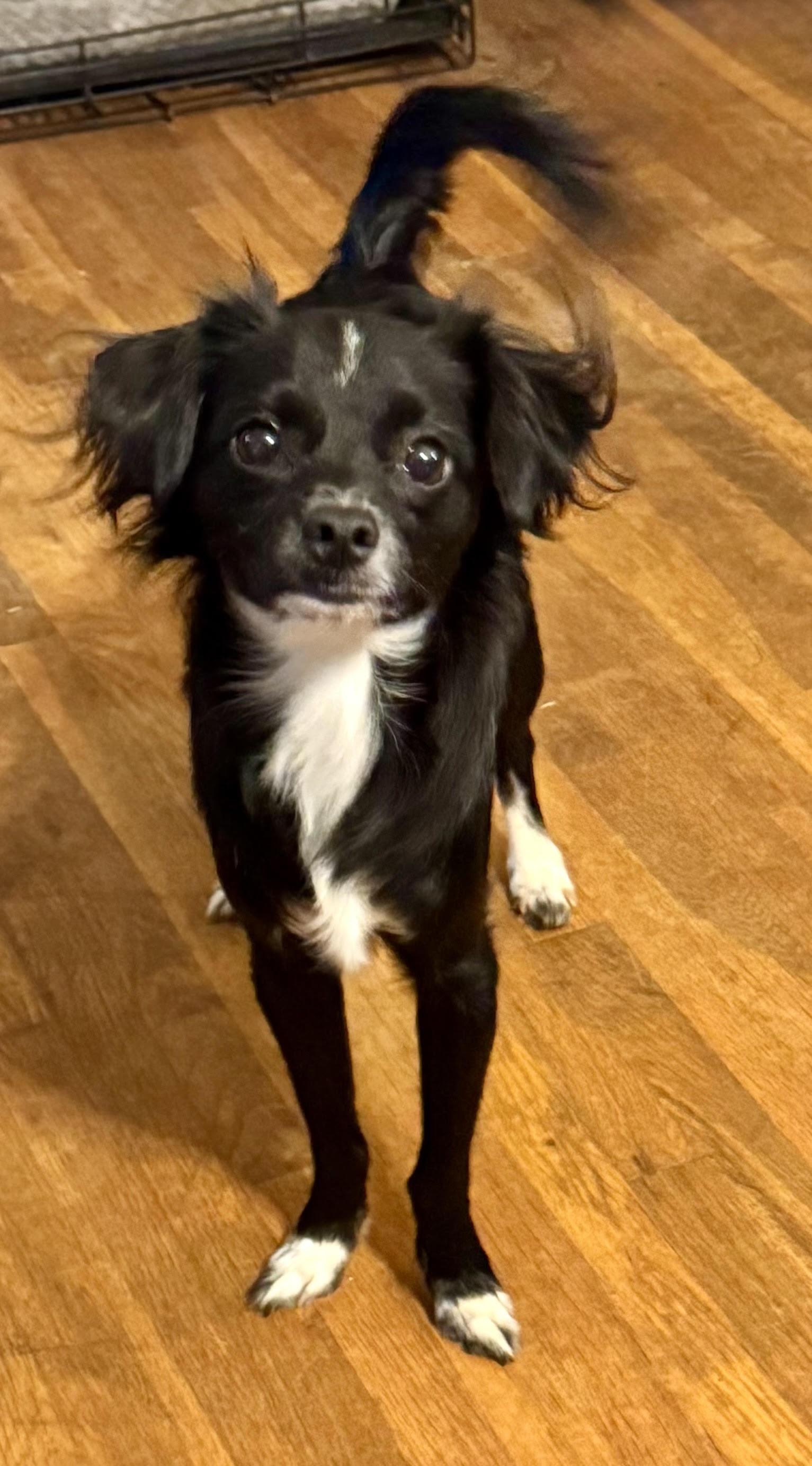 Enlarge Rocky, a Adoptable mixed breed in Maiden, NC image 5/5
