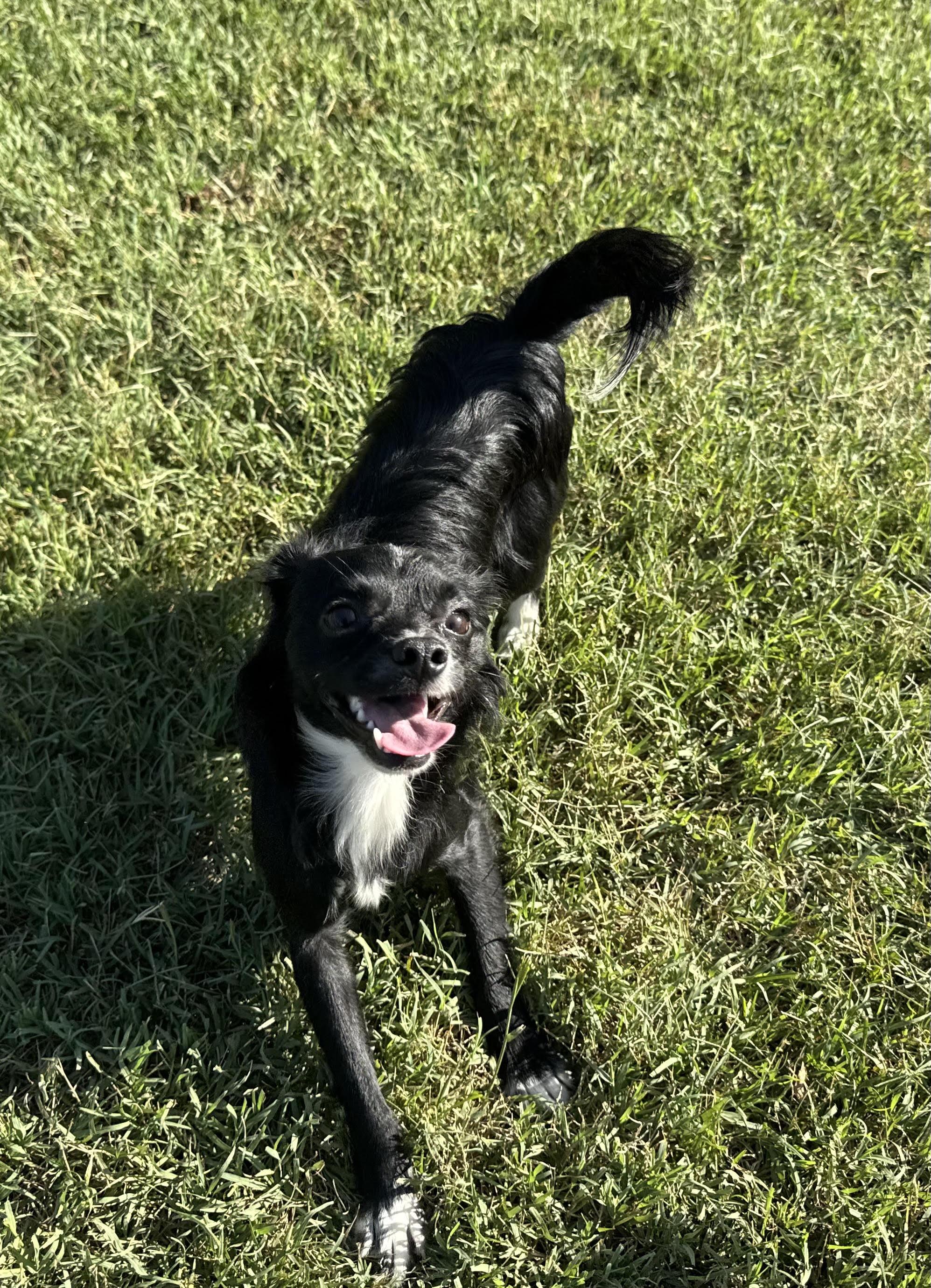 Enlarge Rocky, a Adoptable mixed breed in Maiden, NC image 4/5