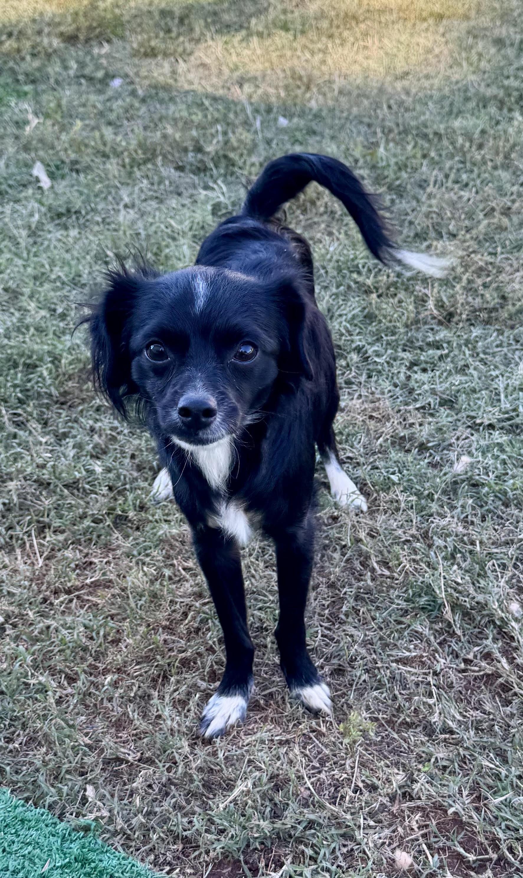 Enlarge Rocky, a Adoptable mixed breed in Maiden, NC image 1/5