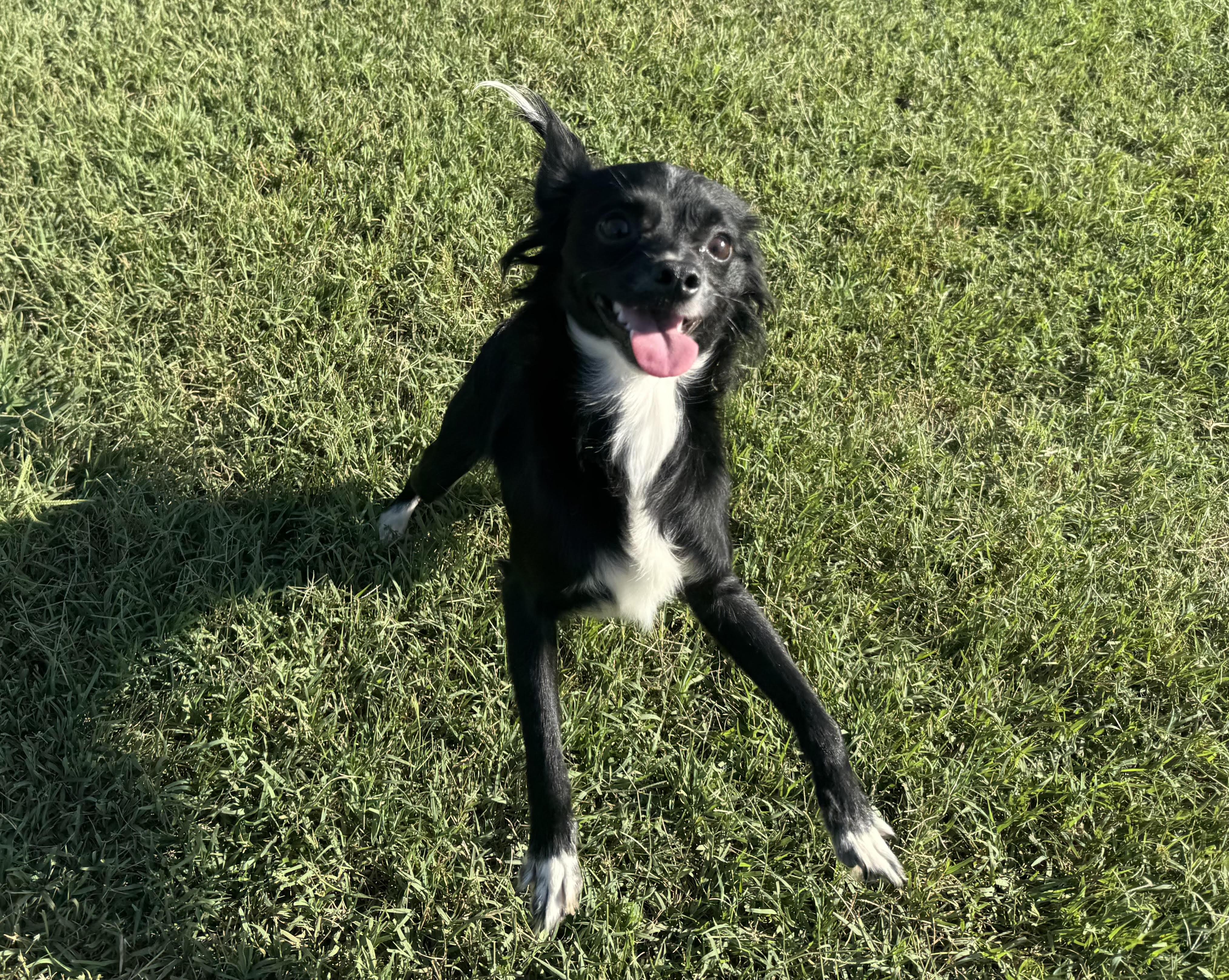 Enlarge Rocky, a Adoptable mixed breed in Maiden, NC image 3/5