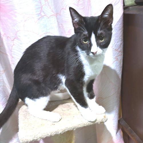 Enlarge Pepe, a Adoptable Domestic Short Hair in Rutherfordton, NC image 1/3